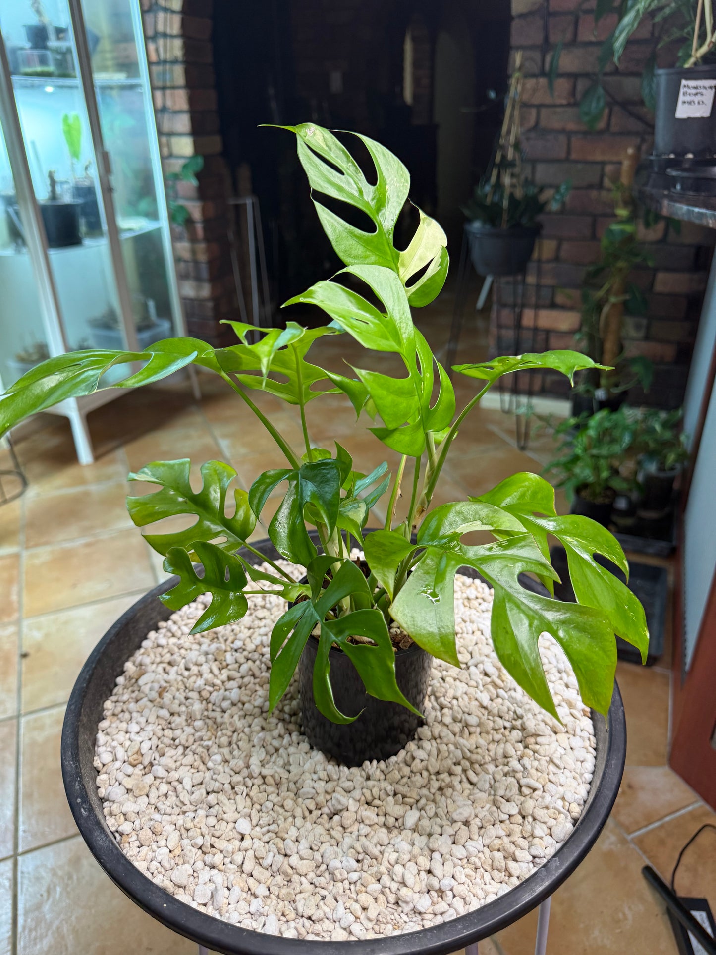 Rhaphidophora Tetrasperma Variegated - random var