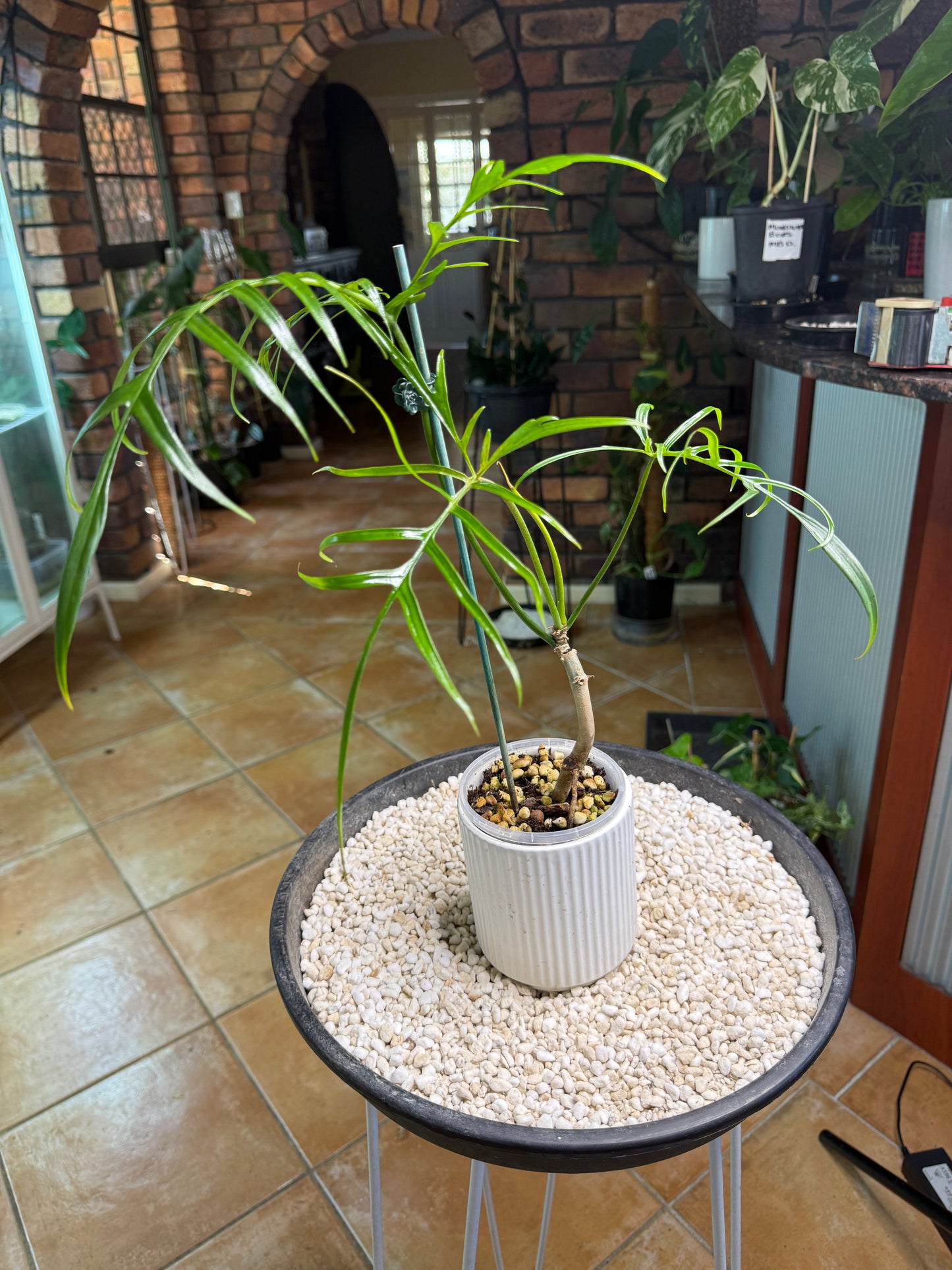 Philodendron Polypioides non tc