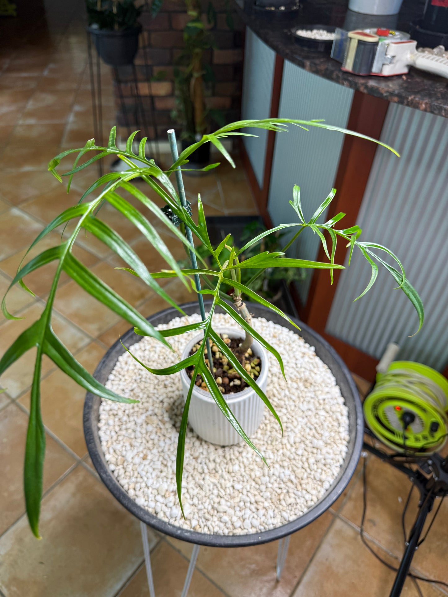 Philodendron Polypioides non tc