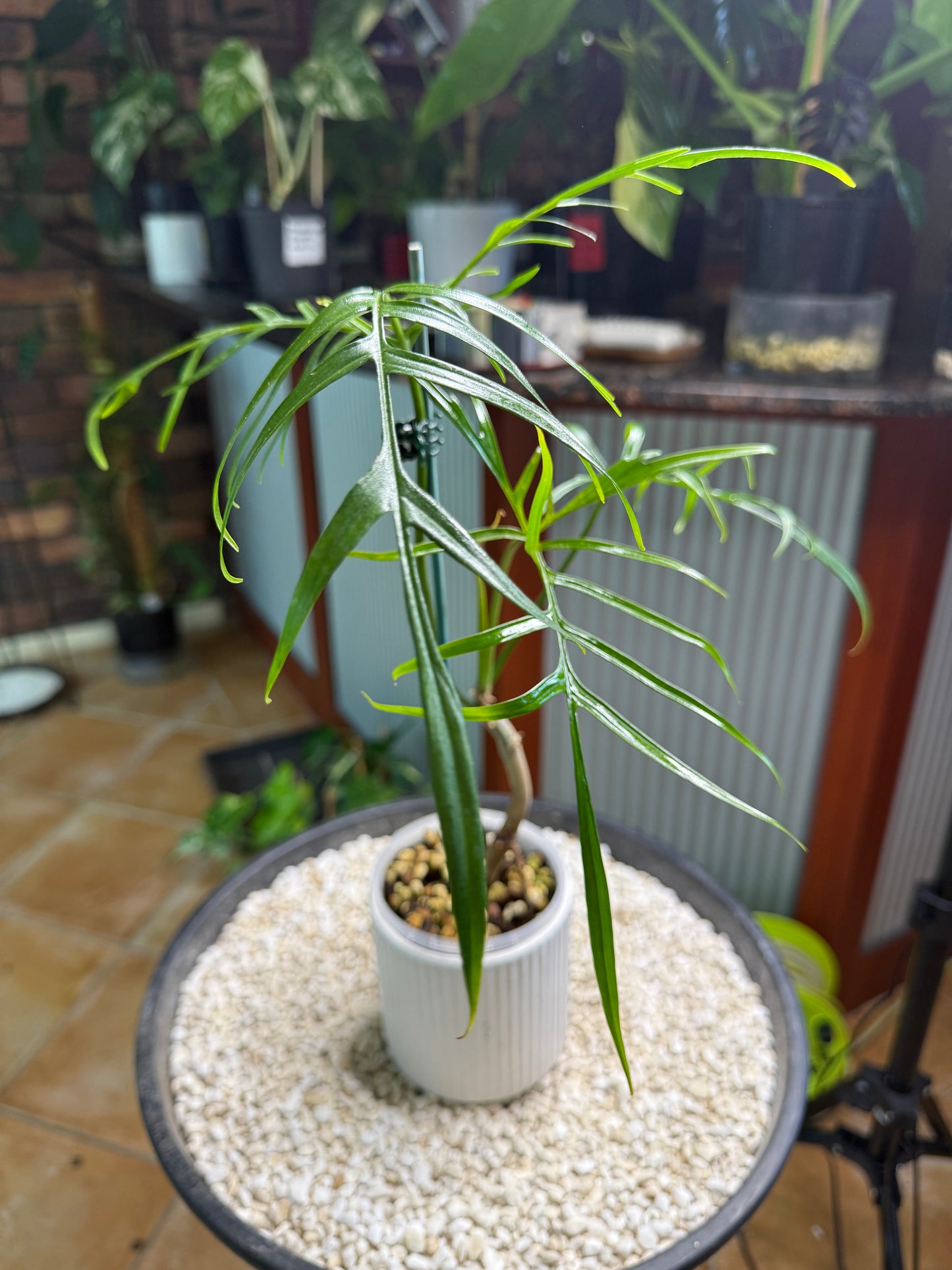 Philodendron Polypioides non tc
