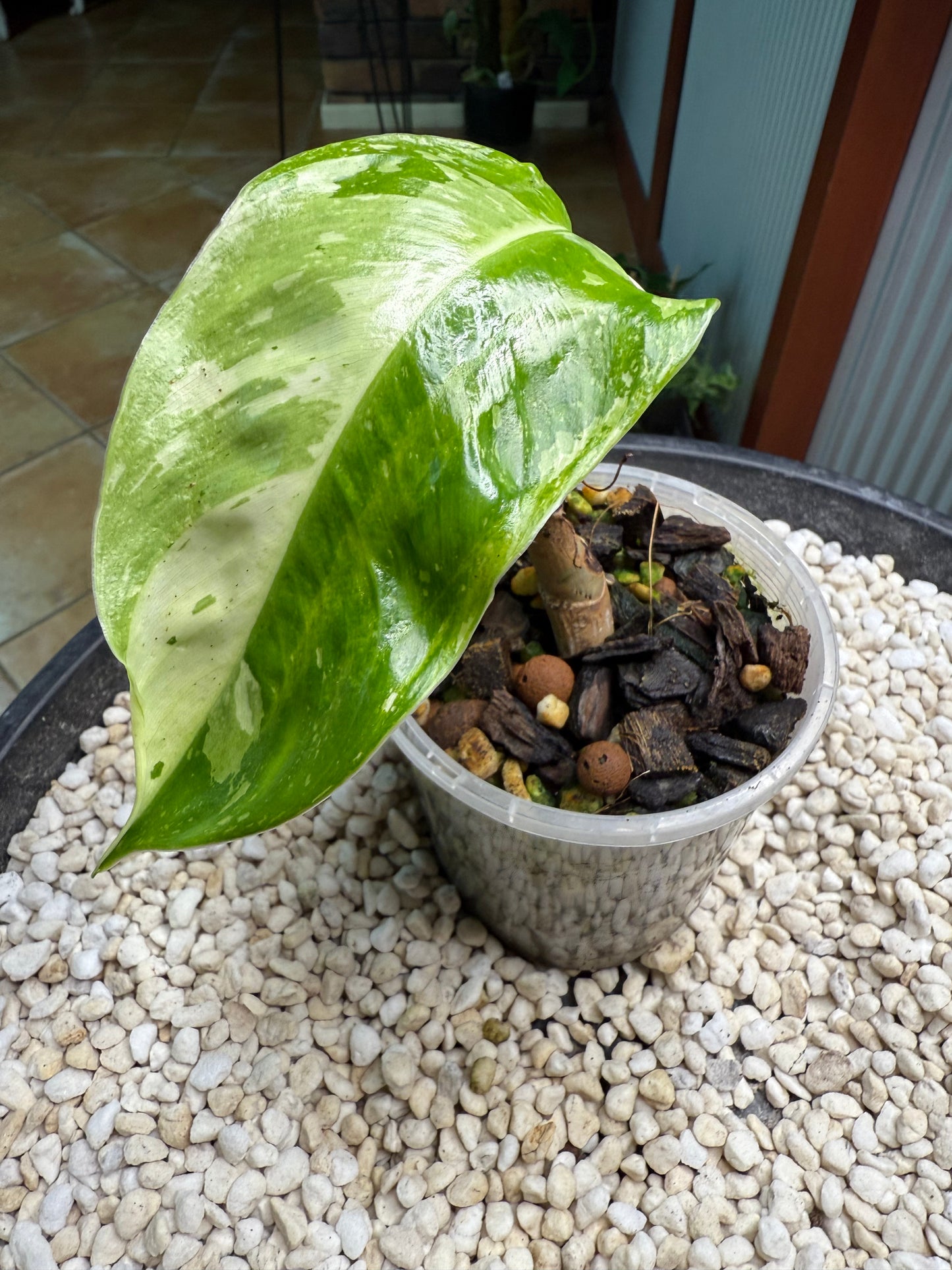 Philodendron Jose Buono (Non TC)