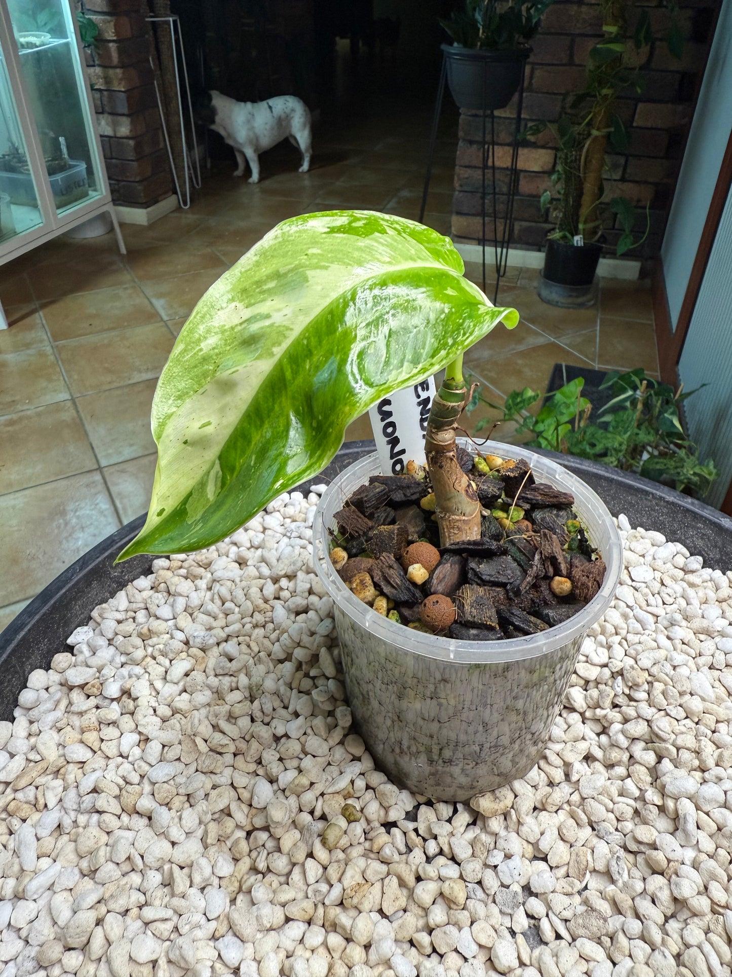 Philodendron Jose Buono (Non TC)