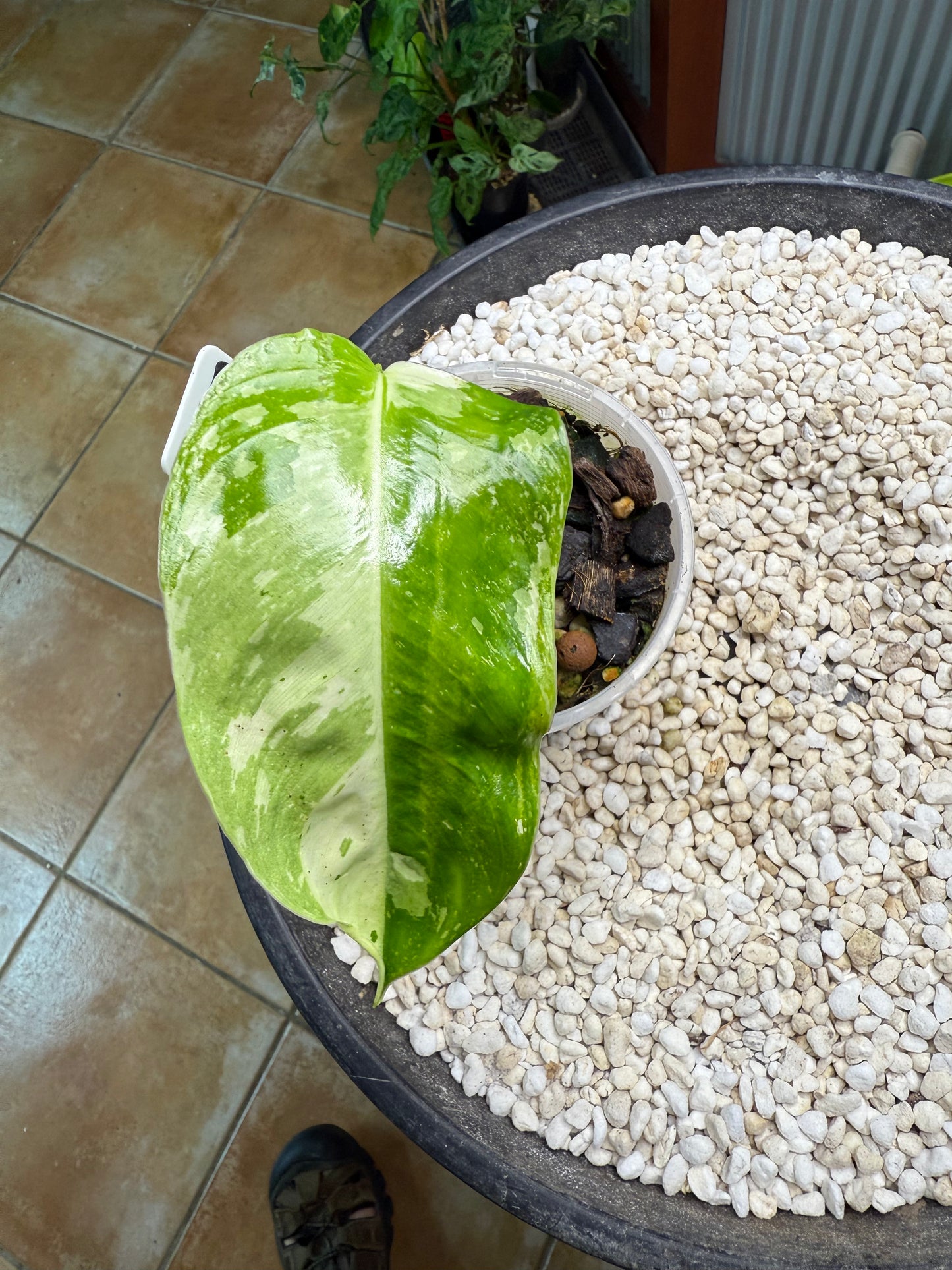 Philodendron Jose Buono (Non TC)