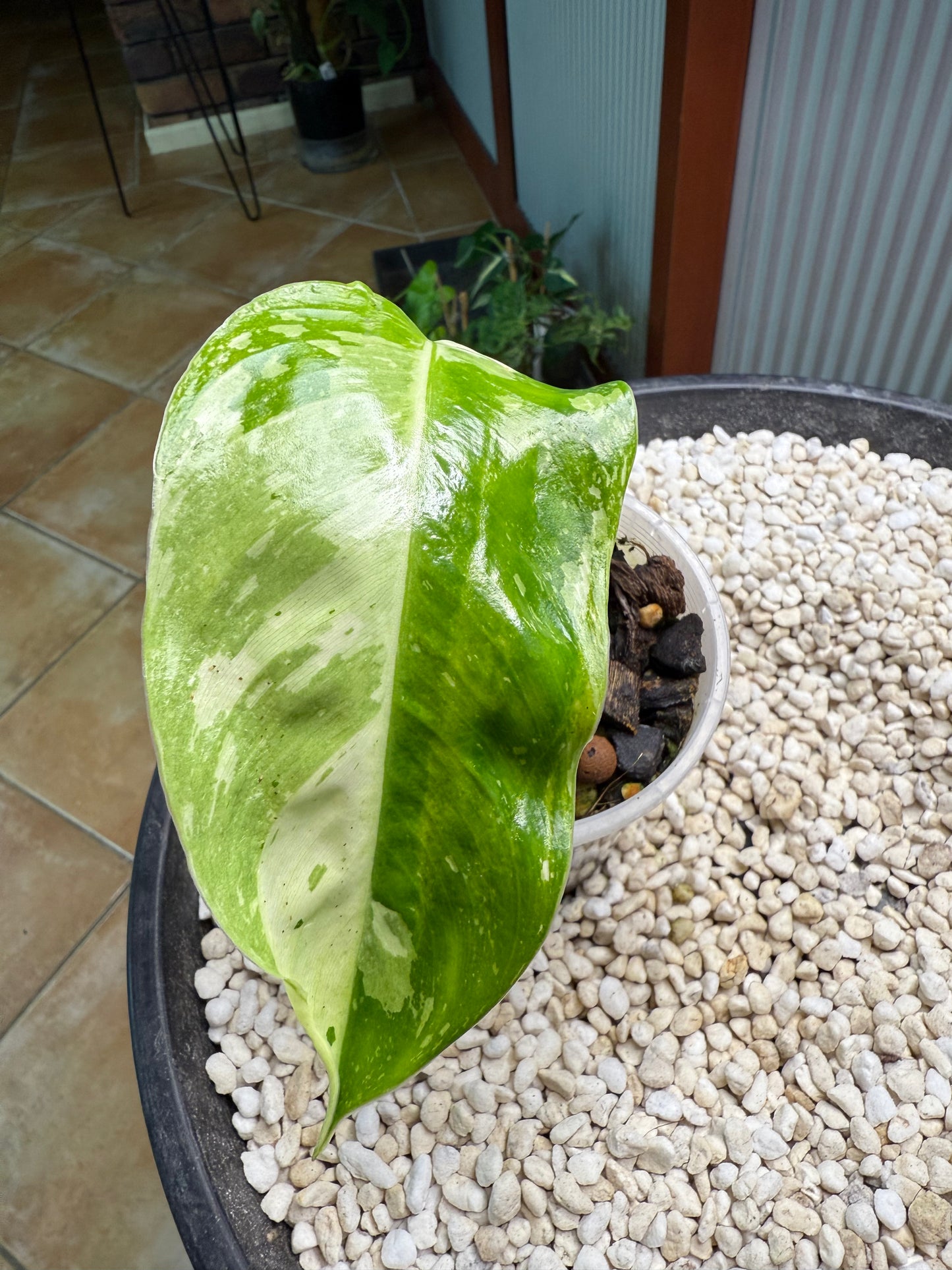Philodendron Jose Buono (Non TC)