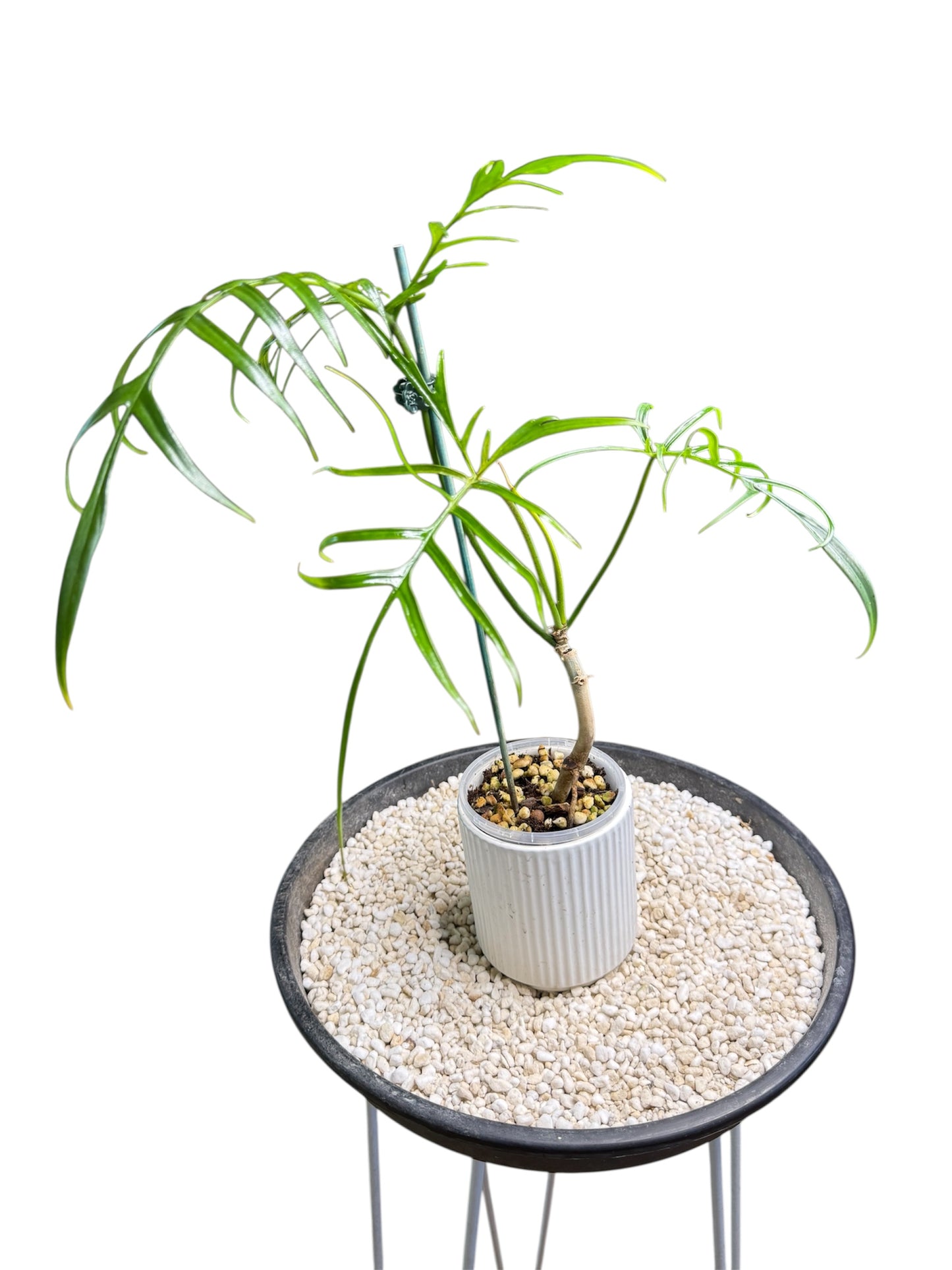 Philodendron Polypioides non tc