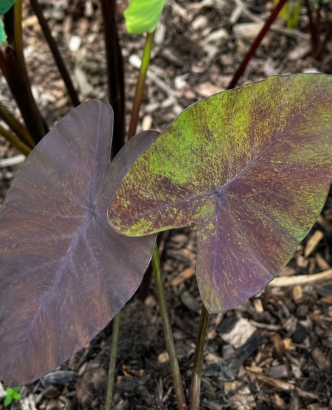 Colocasia Calypso