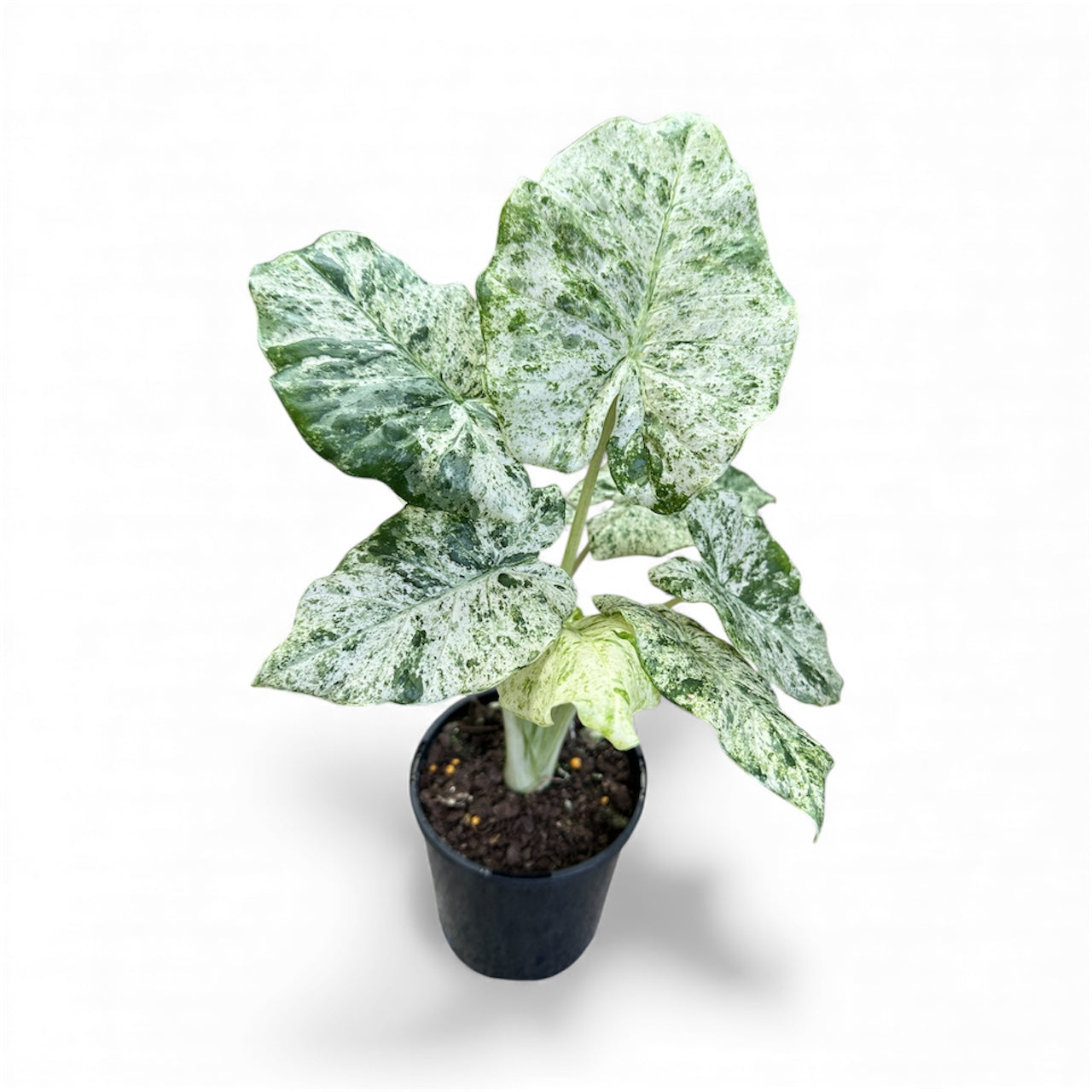Alocasia macrorrhizos Splash large