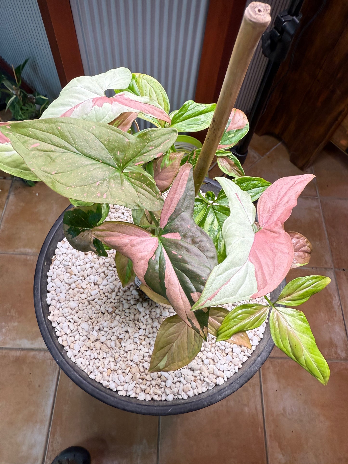 Syngoniums x 2 Strawberry milk and Red spot tri color