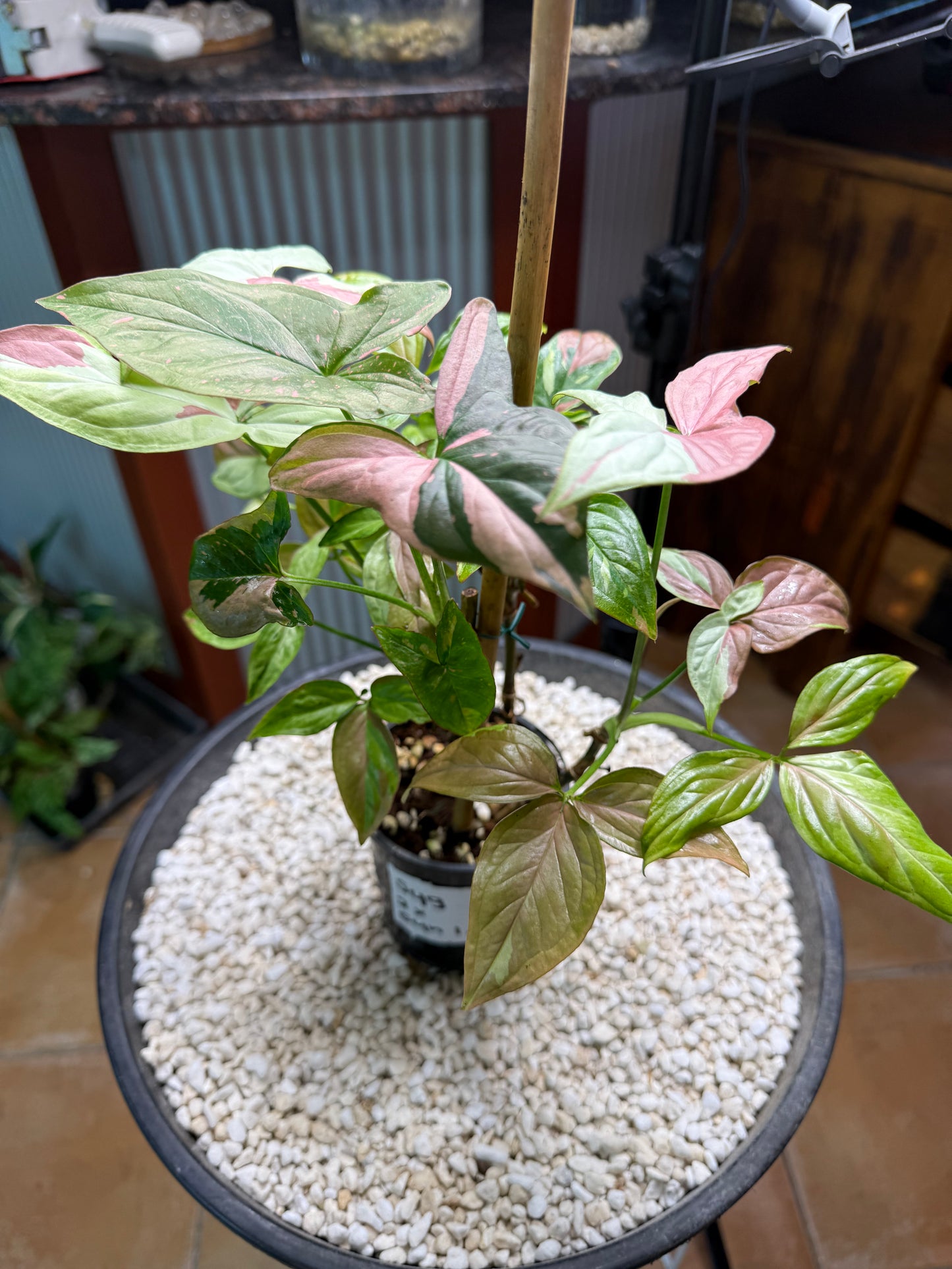Syngoniums x 2 Strawberry milk and Red spot tri color