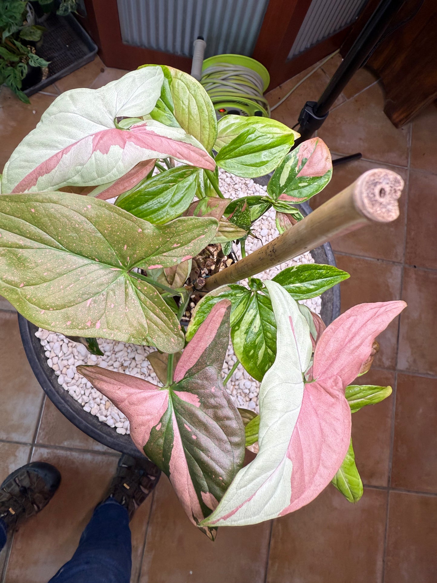 Syngoniums x 2 Strawberry milk and Red spot tri color