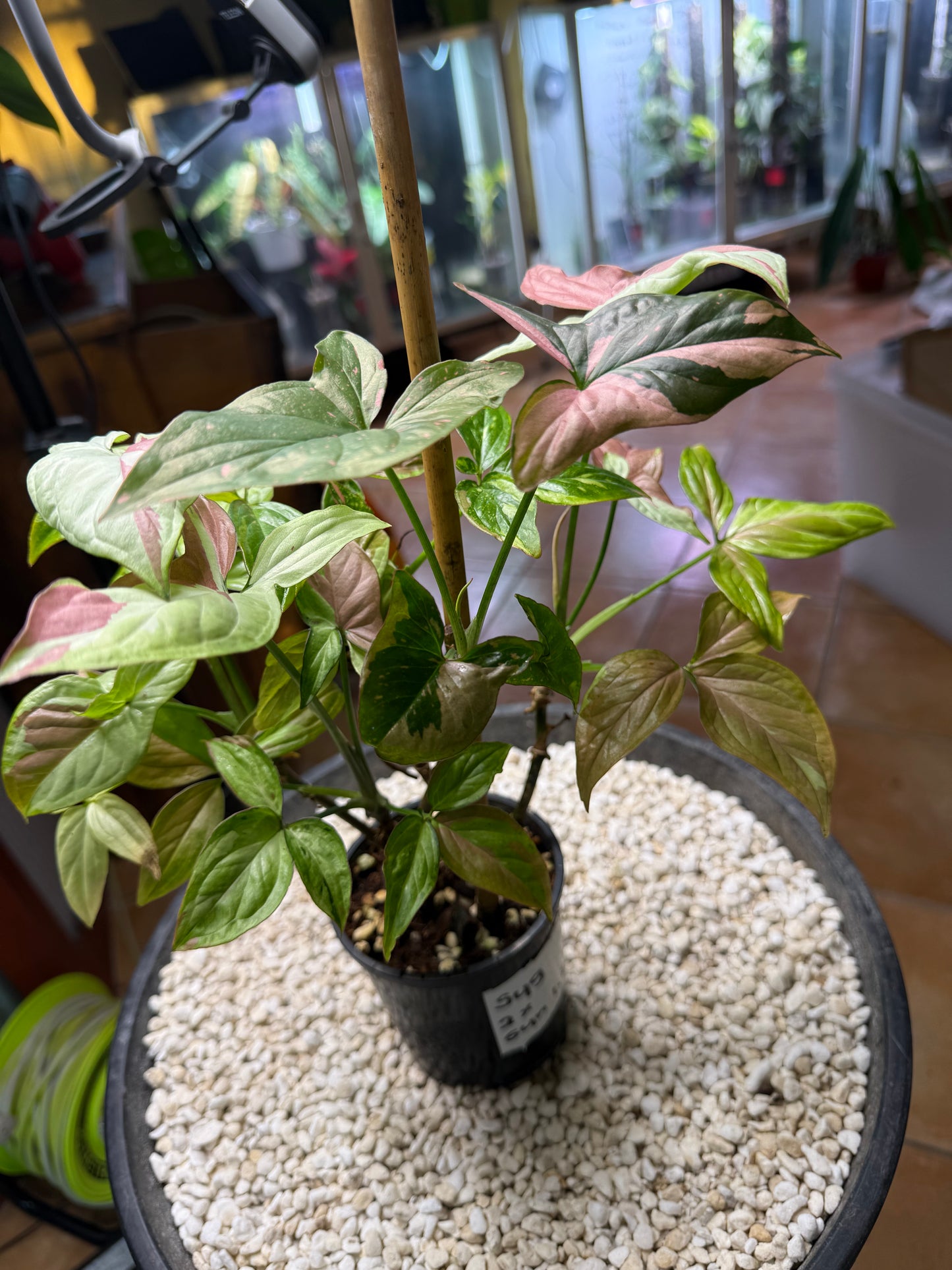 Syngoniums x 2 Strawberry milk and Red spot tri color
