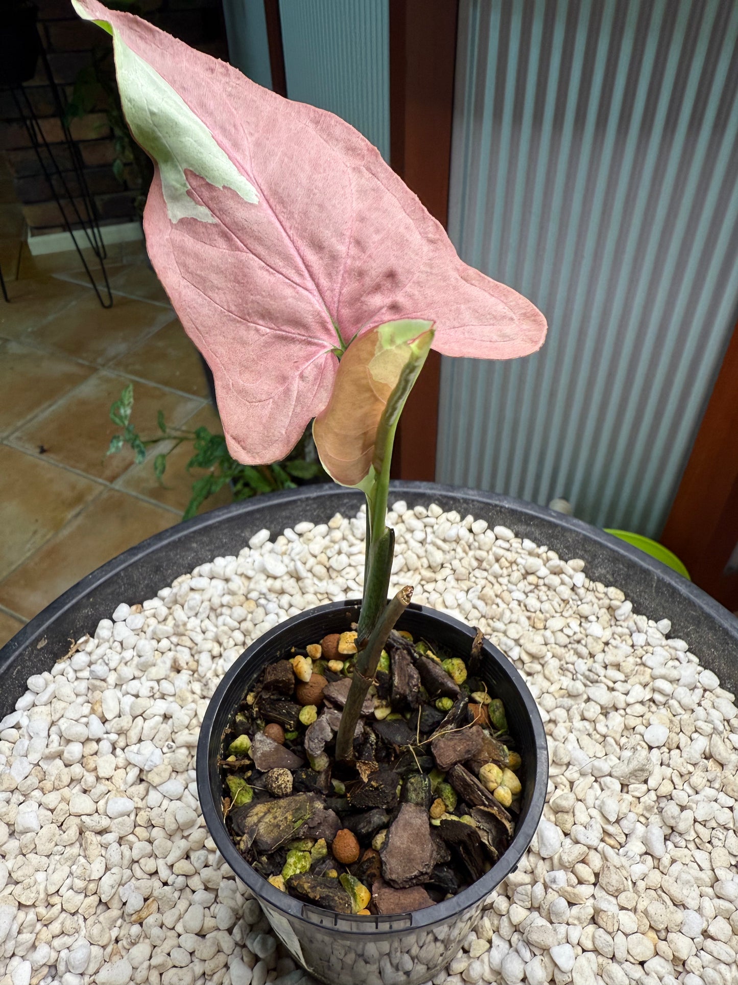 Syngonium Strawberry Milk