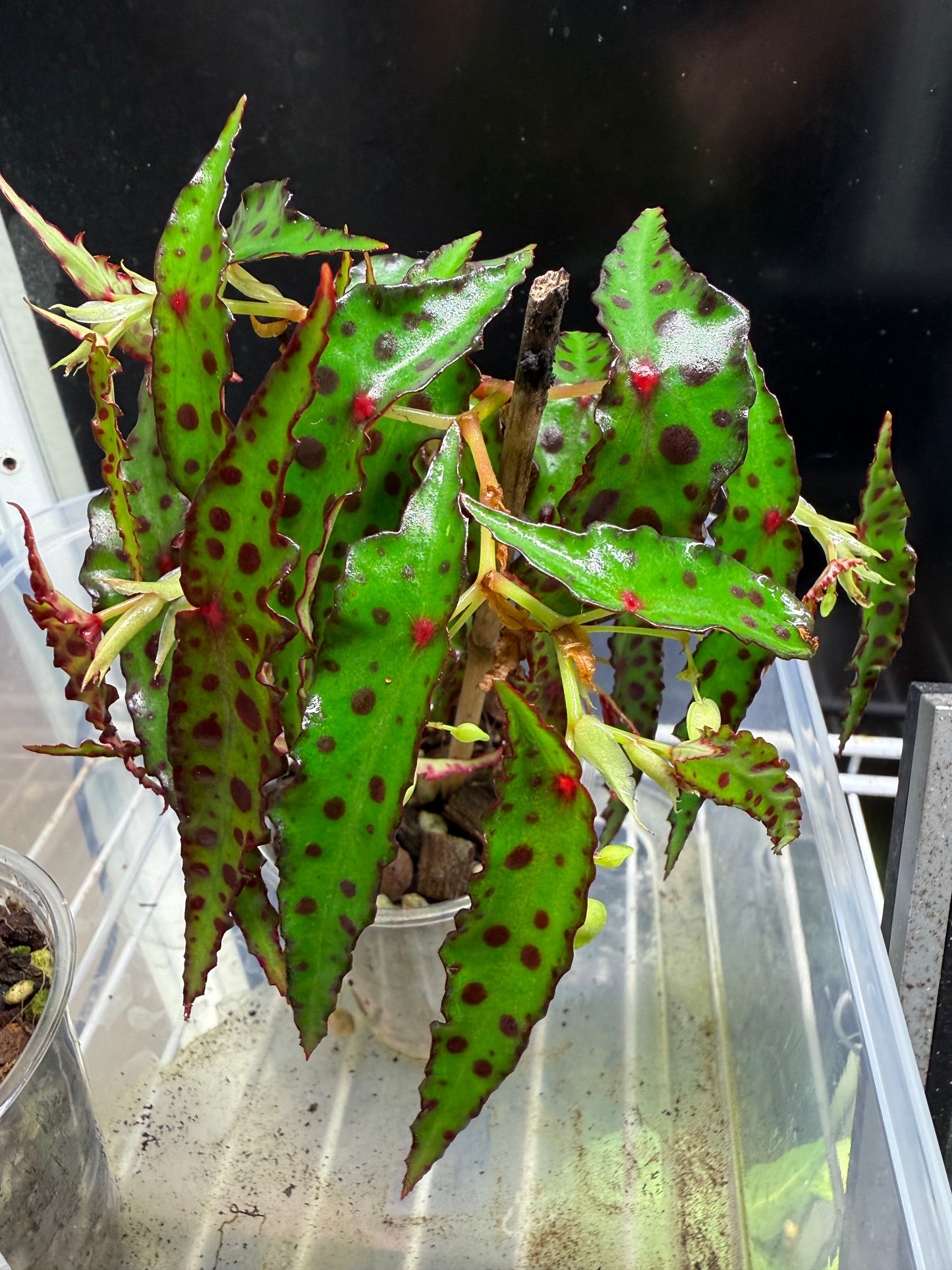 Begonia Amphioxis
