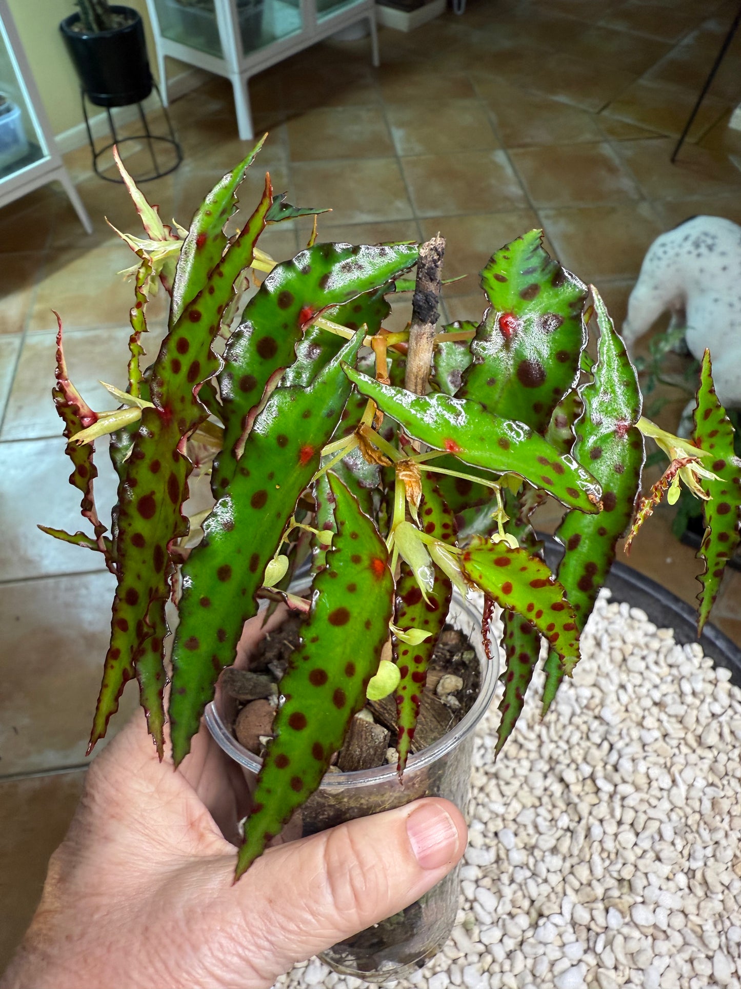 Begonia Amphioxis