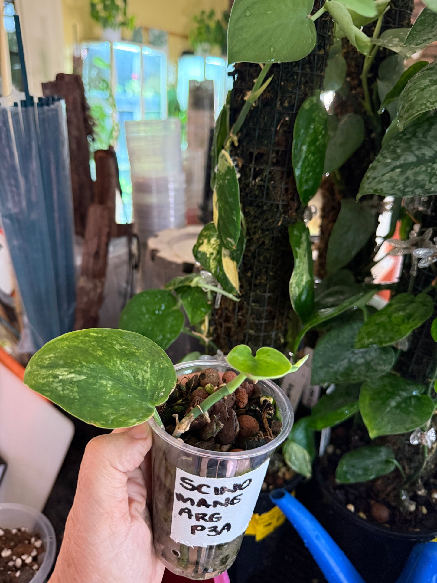 Scindapsus Mangurai