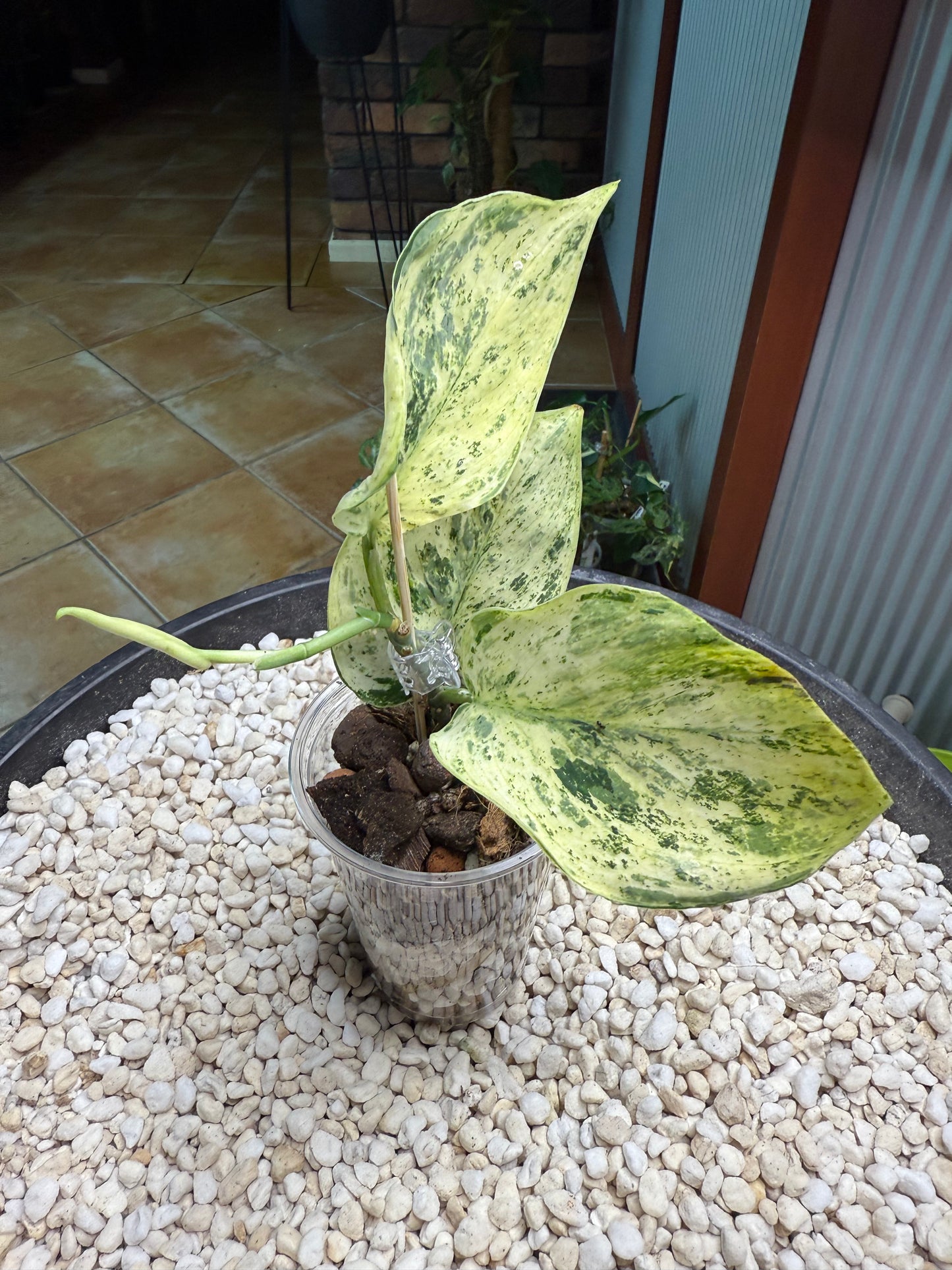 Scindapsus Jade Satin Mint - YiH