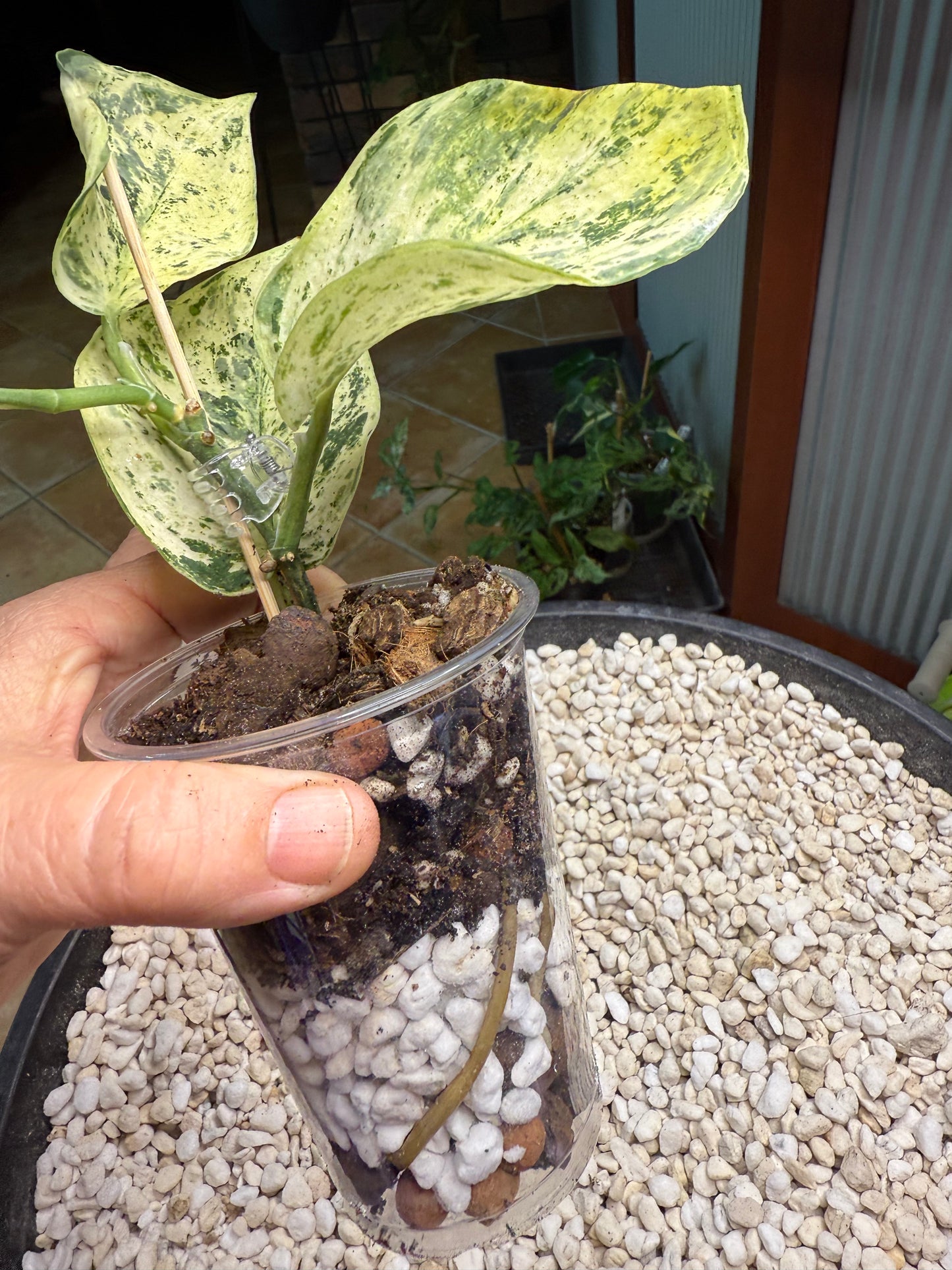 Scindapsus Jade Satin Mint - YiH