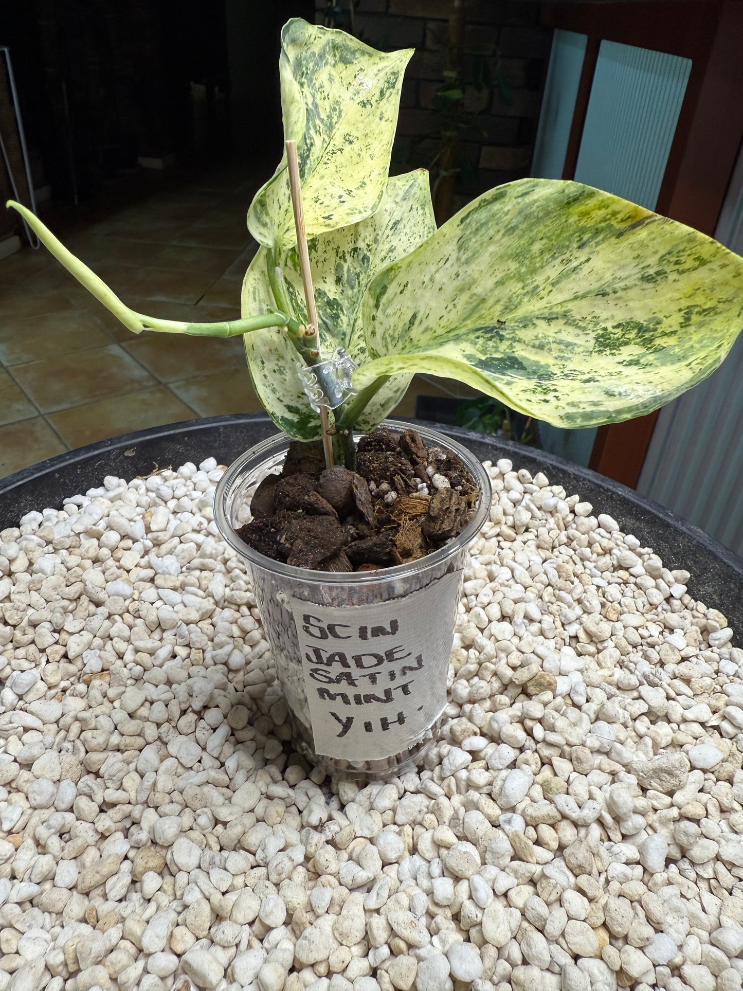 Scindapsus Jade Satin Mint - YiH