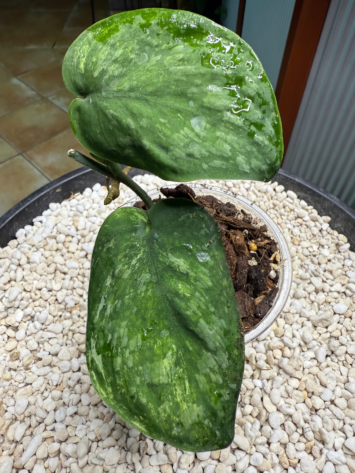 Scindapsus Silver Splash Dark - EEII