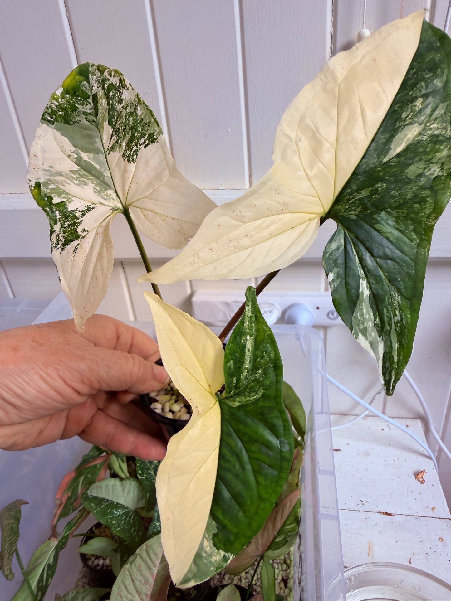 Syngonium Fantasy