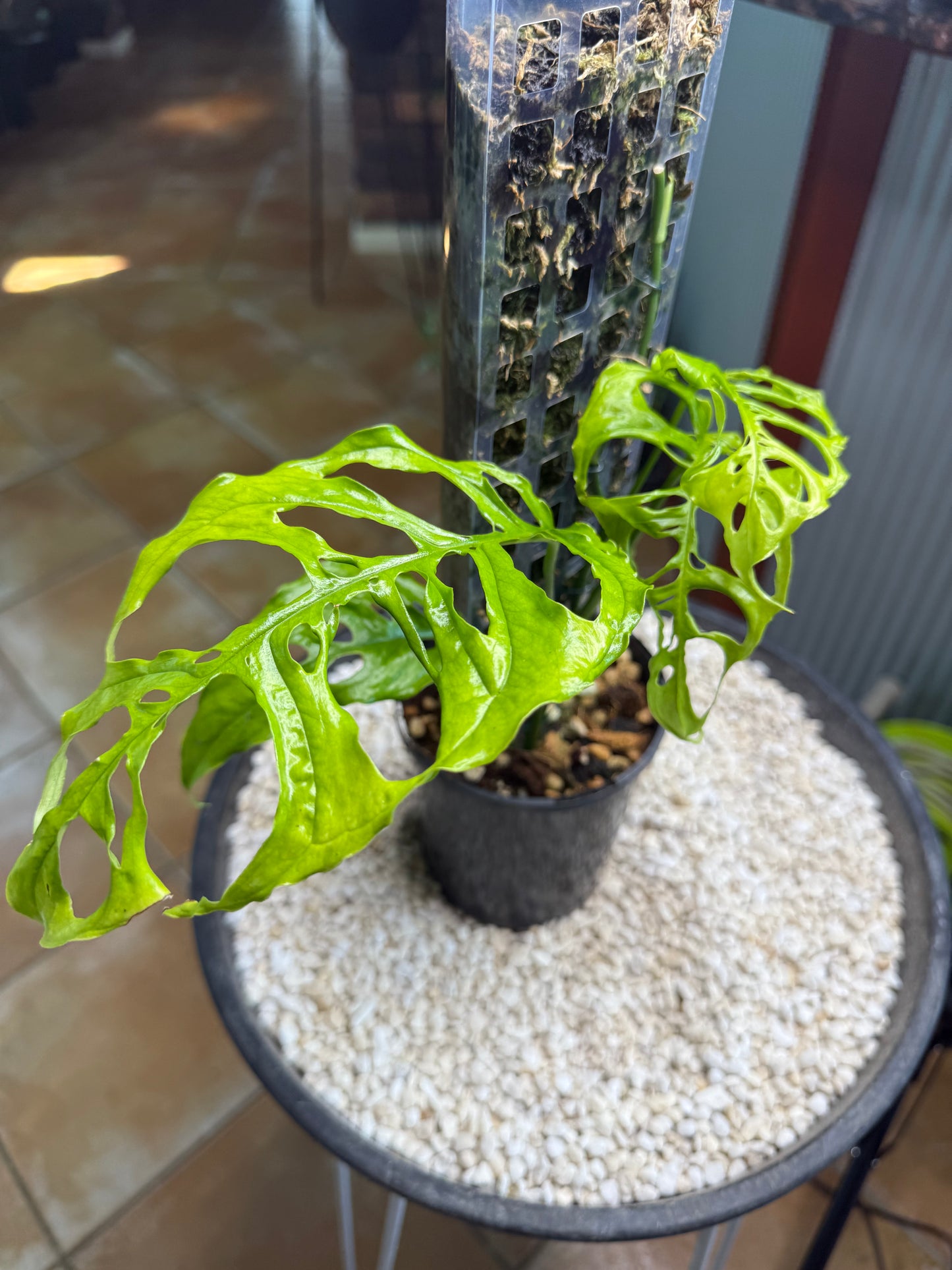 Monstera Obliqua Peru - MO1