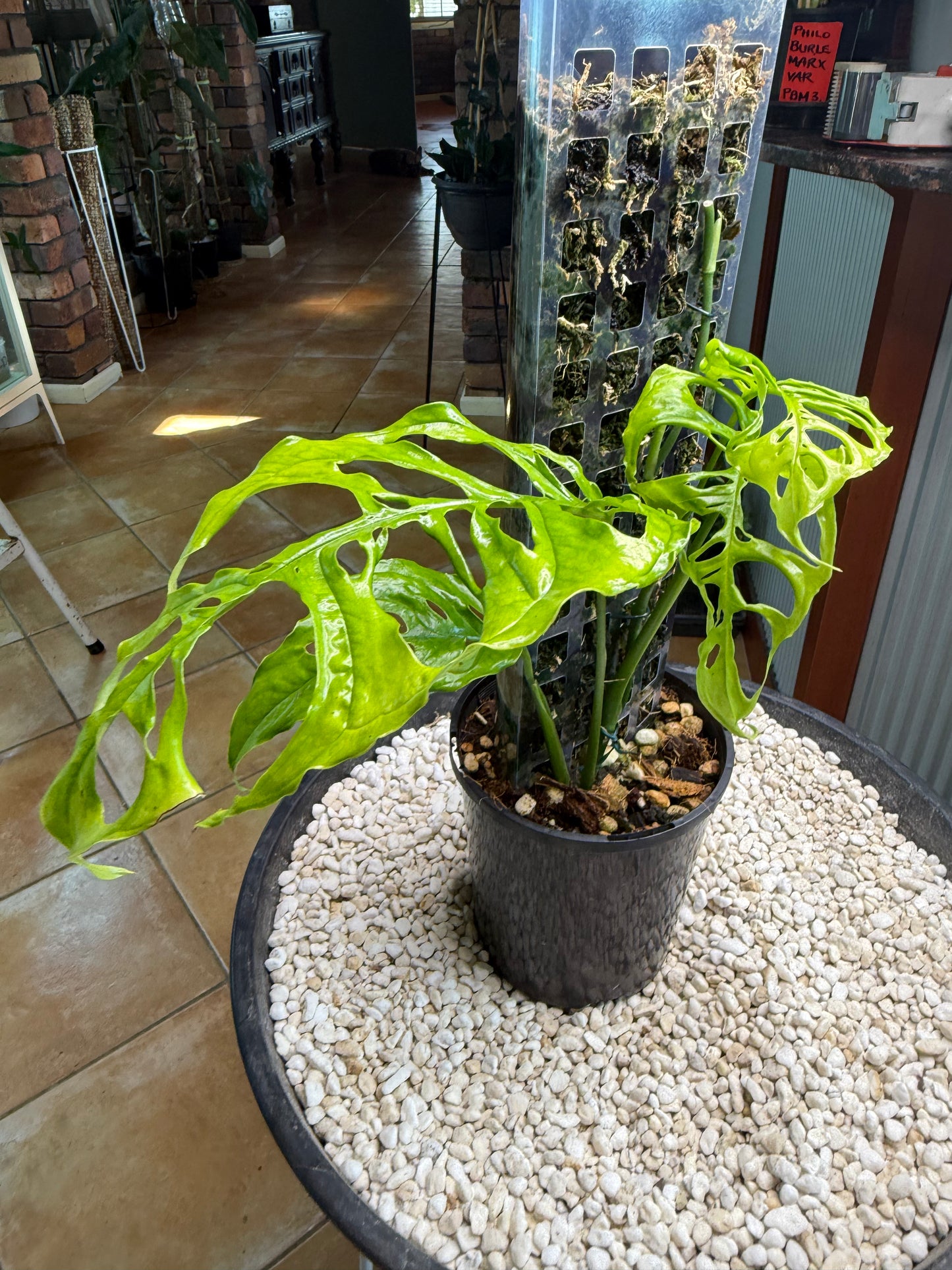 Monstera Obliqua Peru - MO1