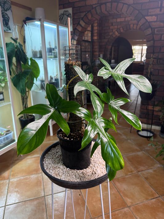 Philodendron Florida Beauty Green / large leaf /double planted - PFBG