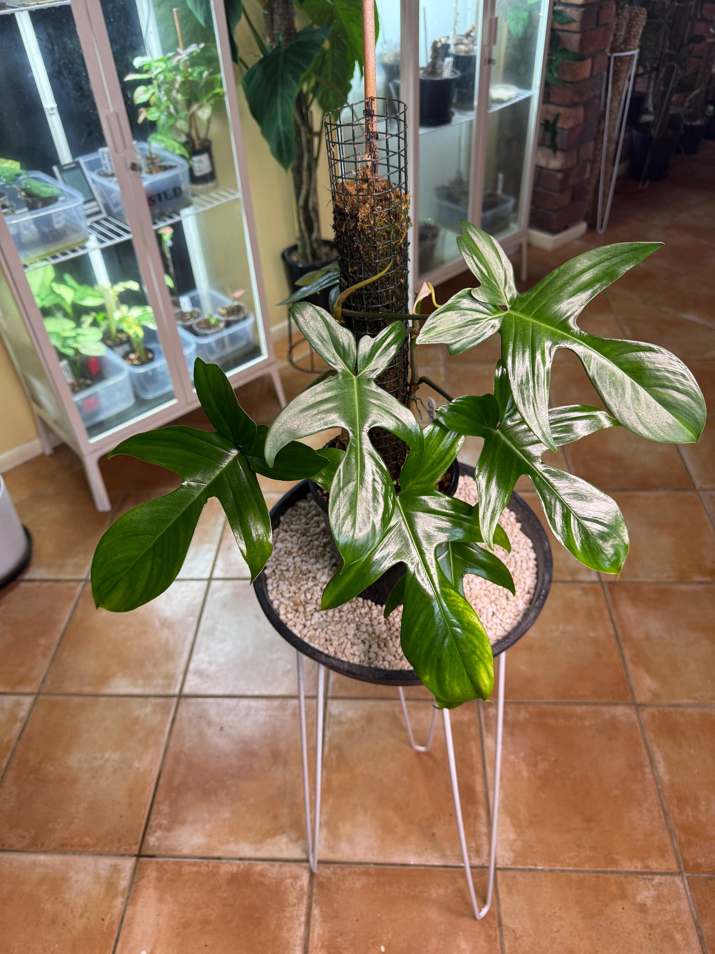 Philodendron Florida Beauty Green / large leaf /double planted - PFBG