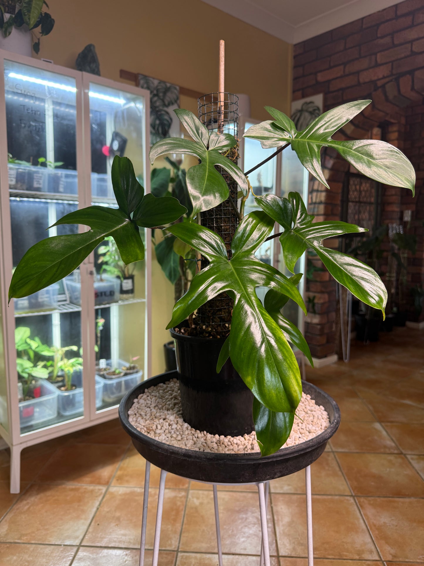Philodendron Florida Beauty Green / large leaf /double planted - PFBG