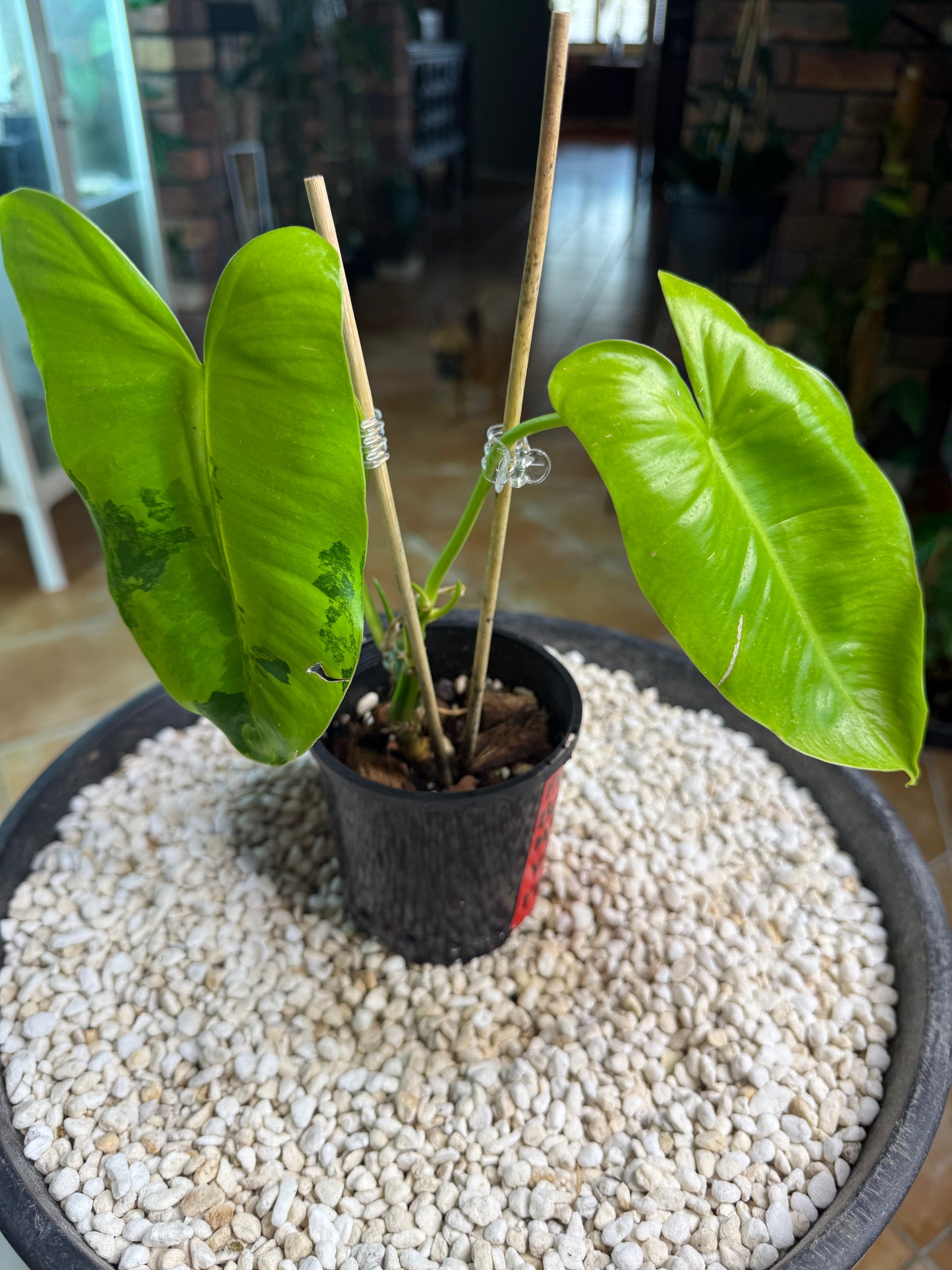 Philodendron Burle Marx Variegated (small)