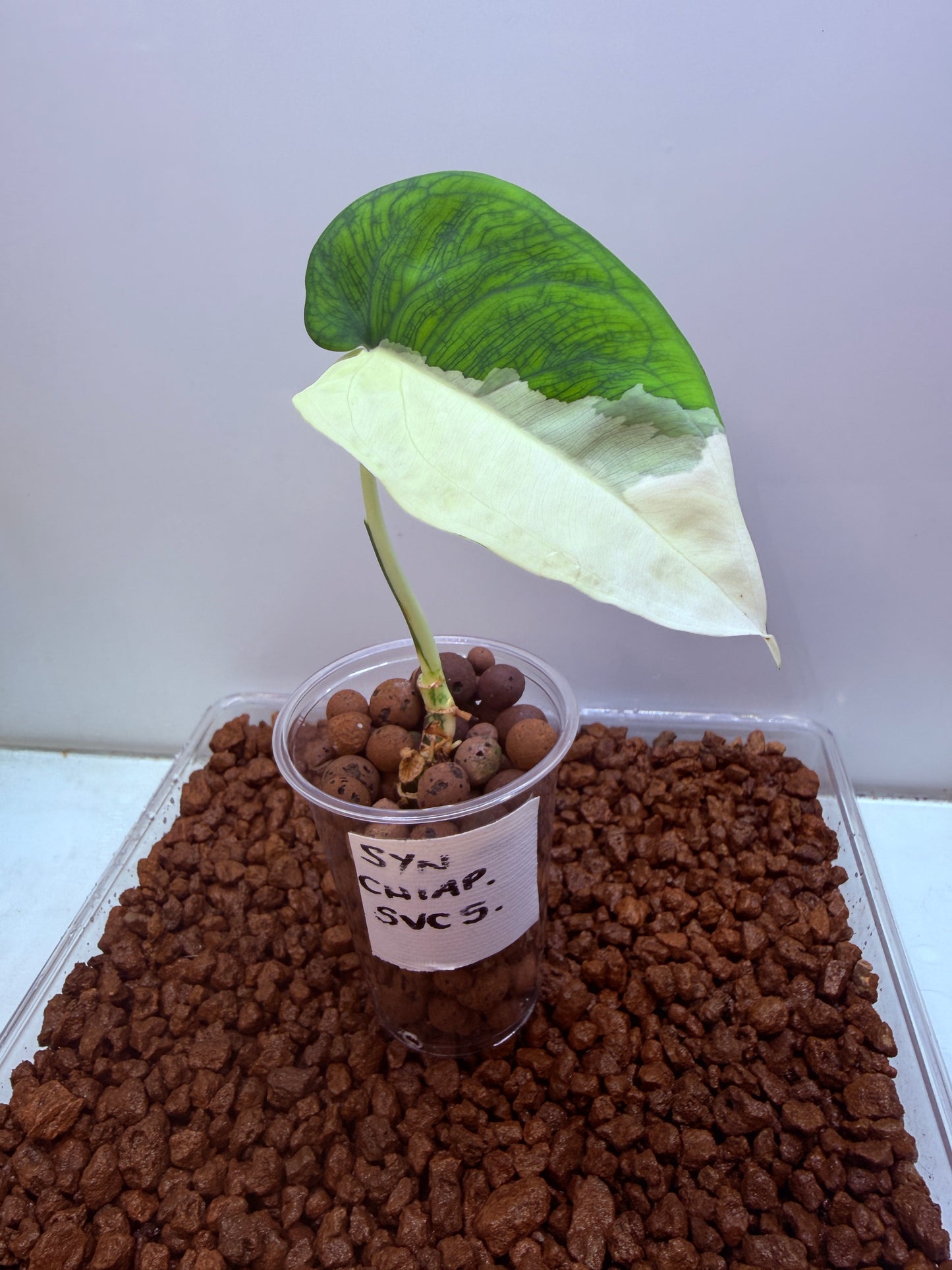 Syngonium Chiapense Variegated - SVC 5