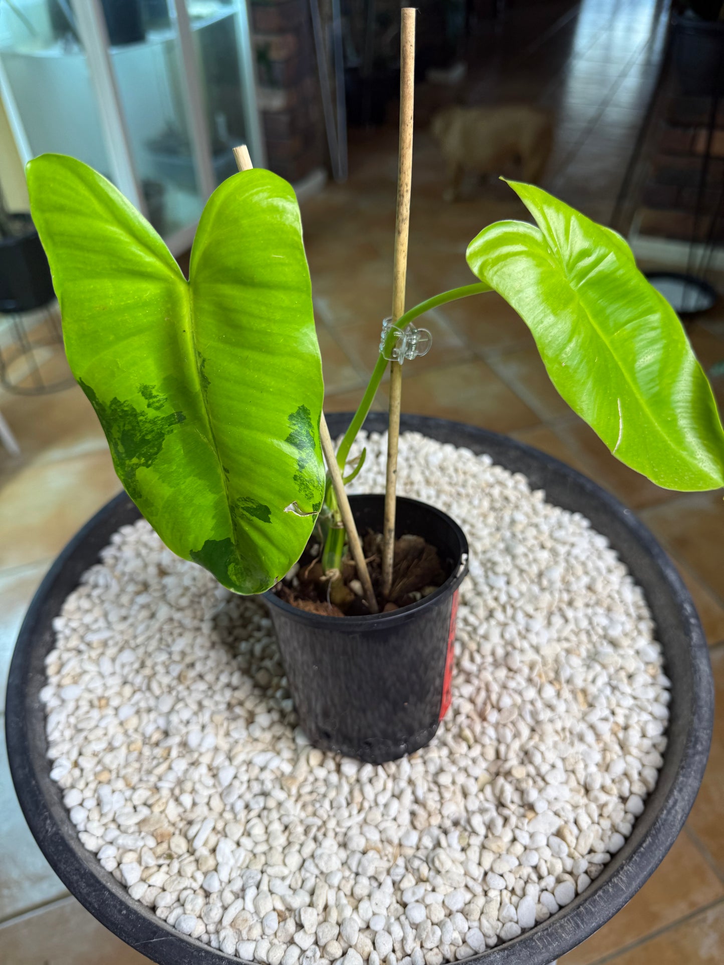 Philodendron Burle Marx Variegated (small)