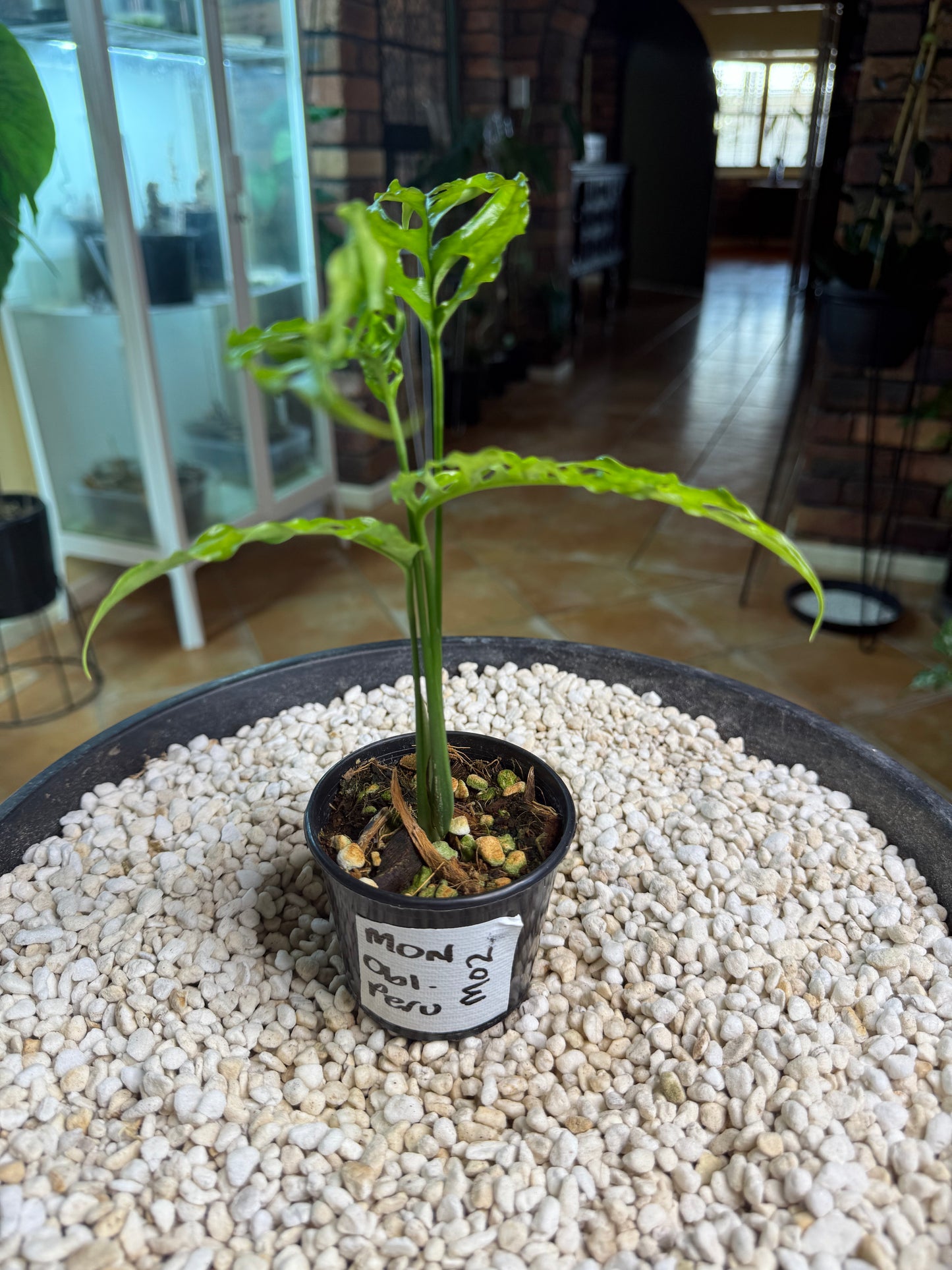 Monstera obliqua Peru - MO2