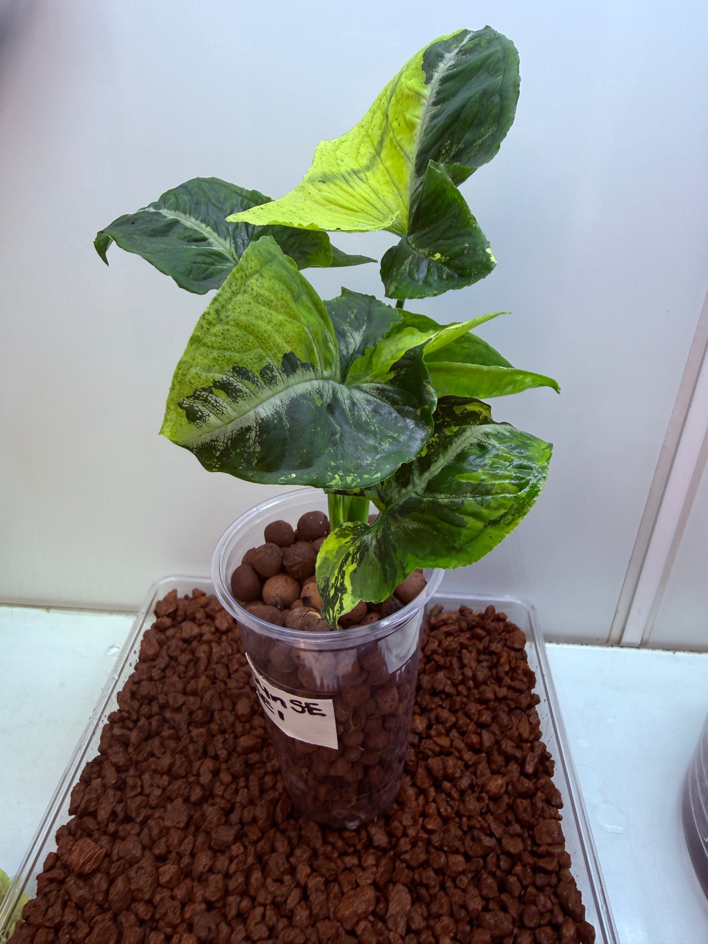 Syngonium Scrambled Eggs - S1