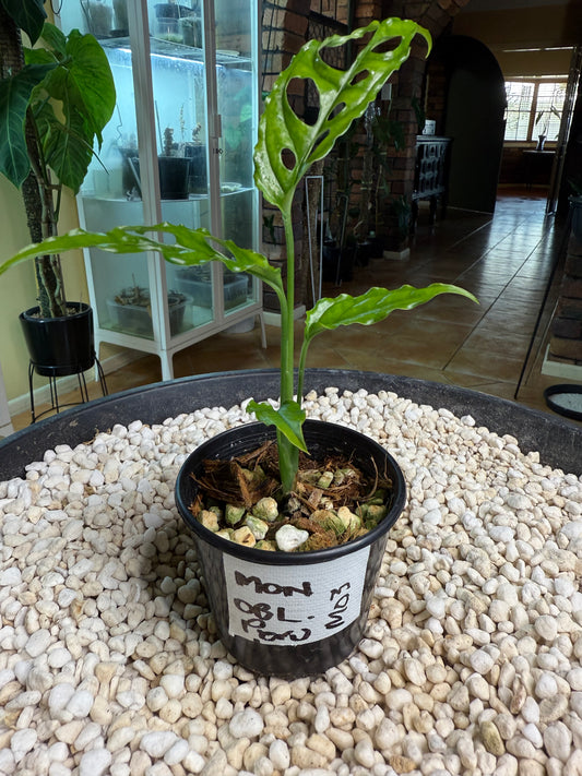 Monstera Obliqua Peru - MO3