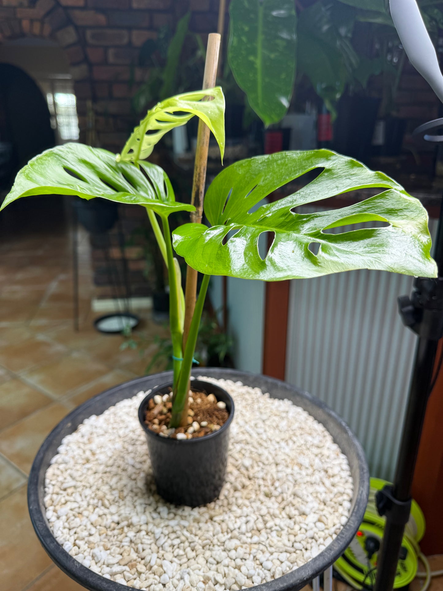Monstera UNO - Hybrid MU1🌿