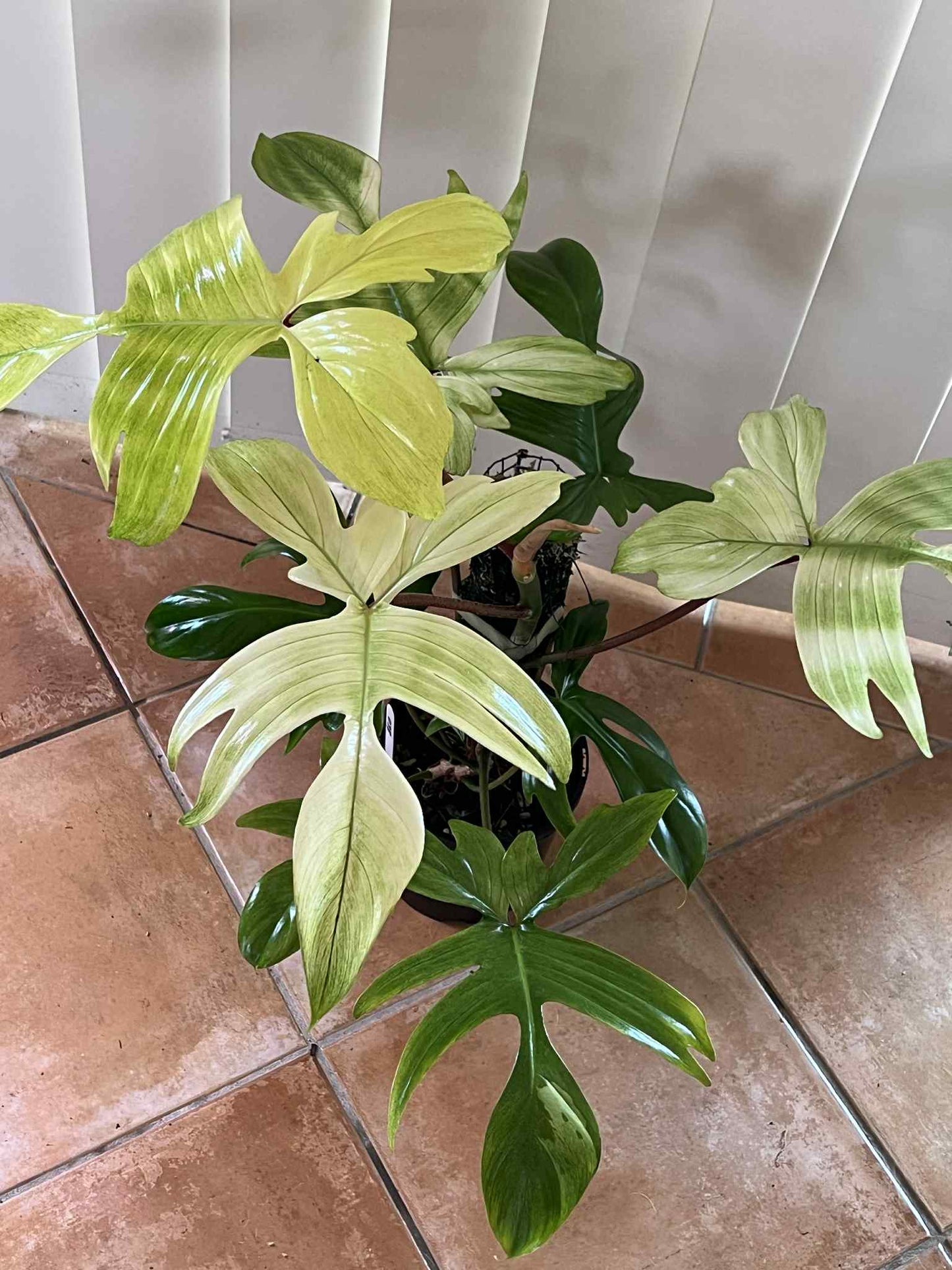 Philodendron Florida Ghost β Large Feature Plant π»πΏ