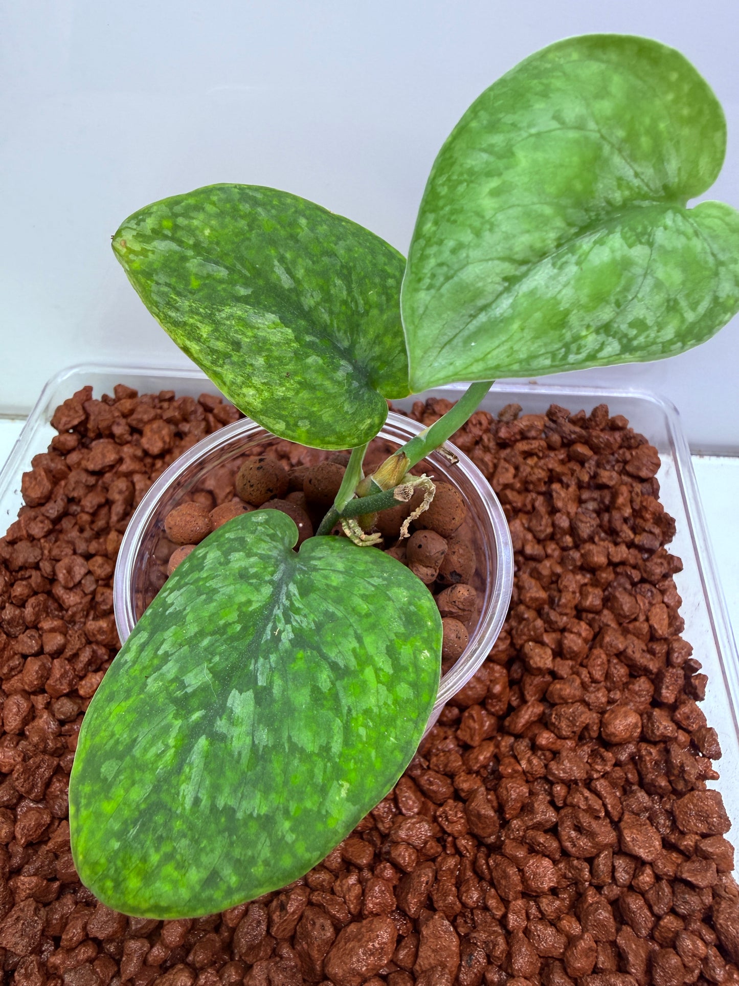 Scindapsus Leopard Spot - SLS1