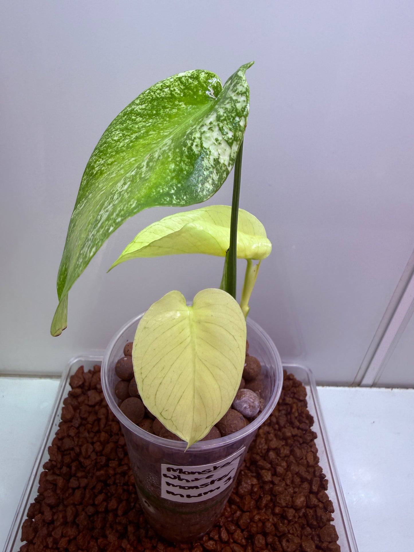 Monstera White Monster - WM3
