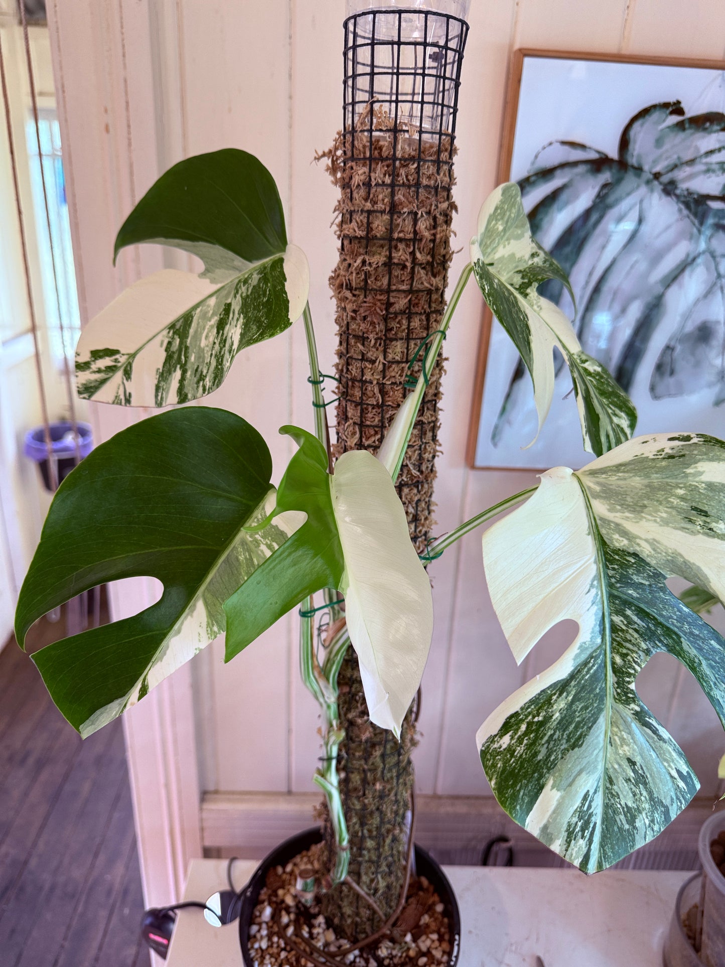 Monstera Borsigana-MB1