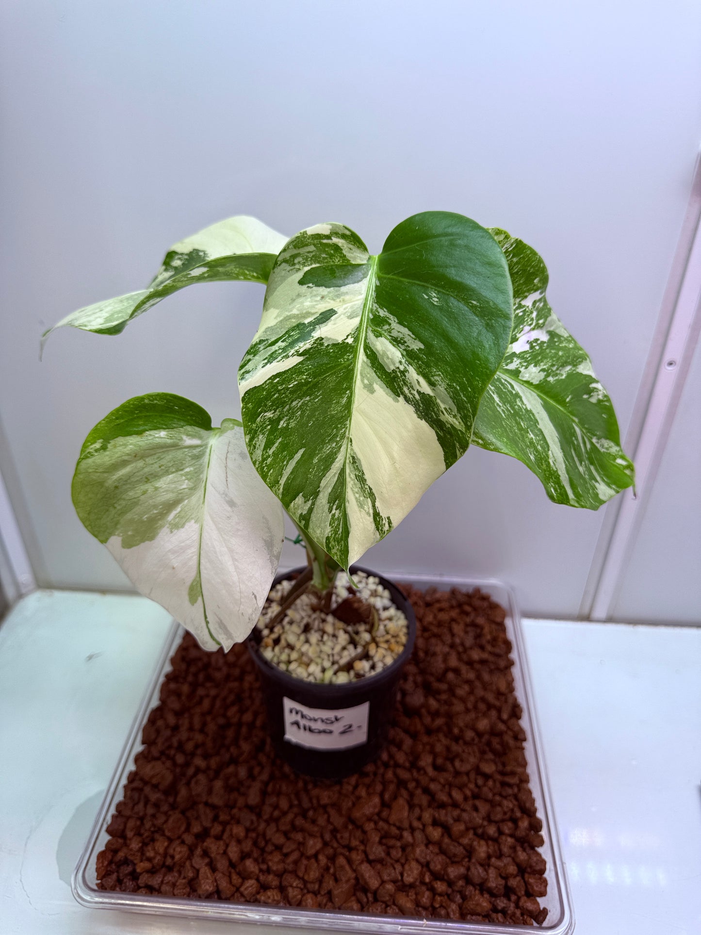Monstera Borsigana Variegated - MA2