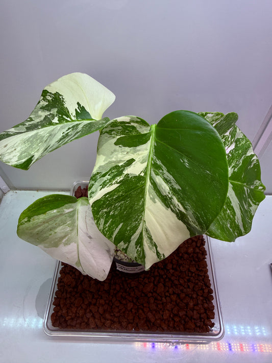 Monstera Borsigana Variegated - MA2
