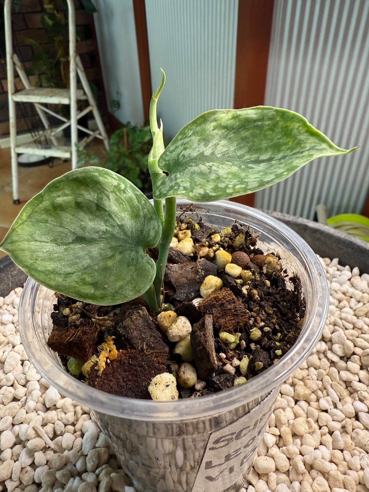 Scindapsus Leopard Spot - v1b