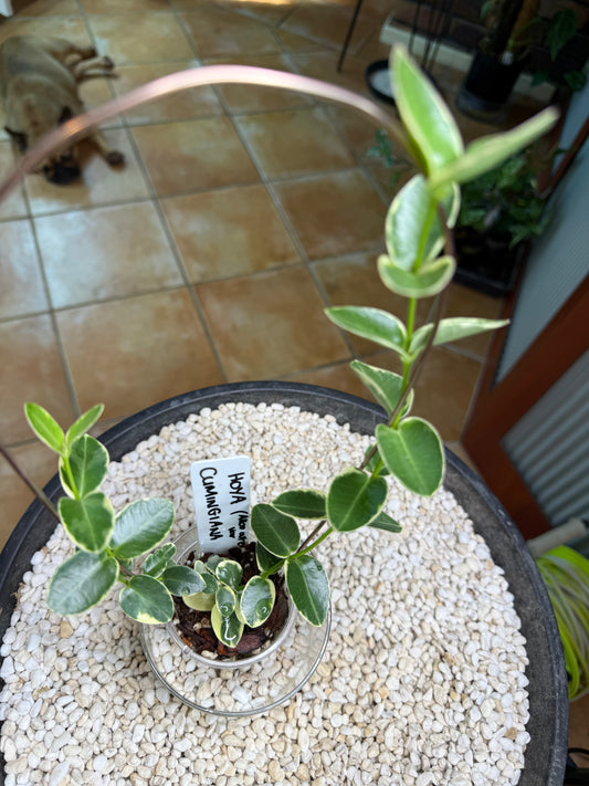 Hoya Cumingiana - CAV1