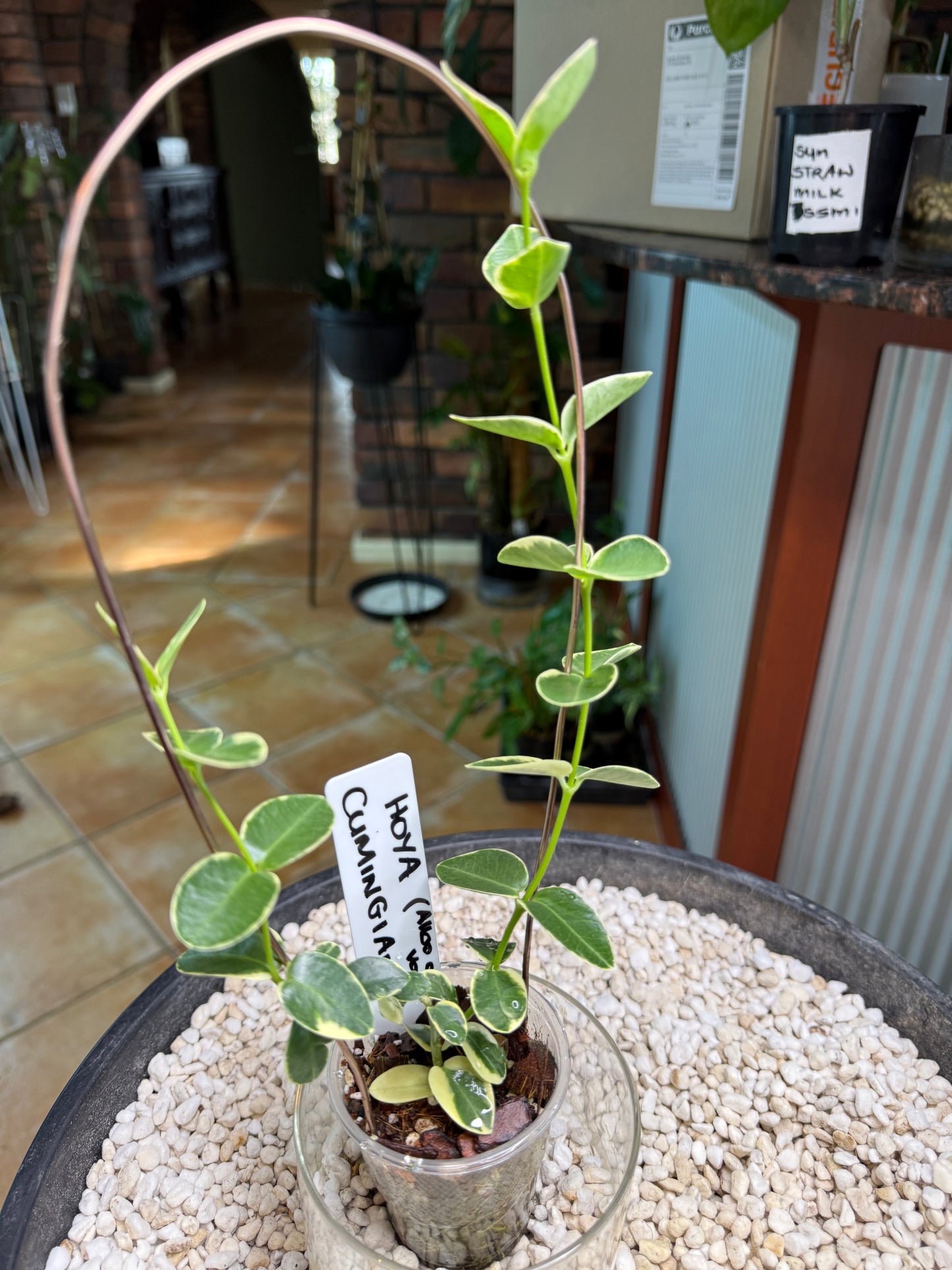 Hoya Cumingiana - CAV1
