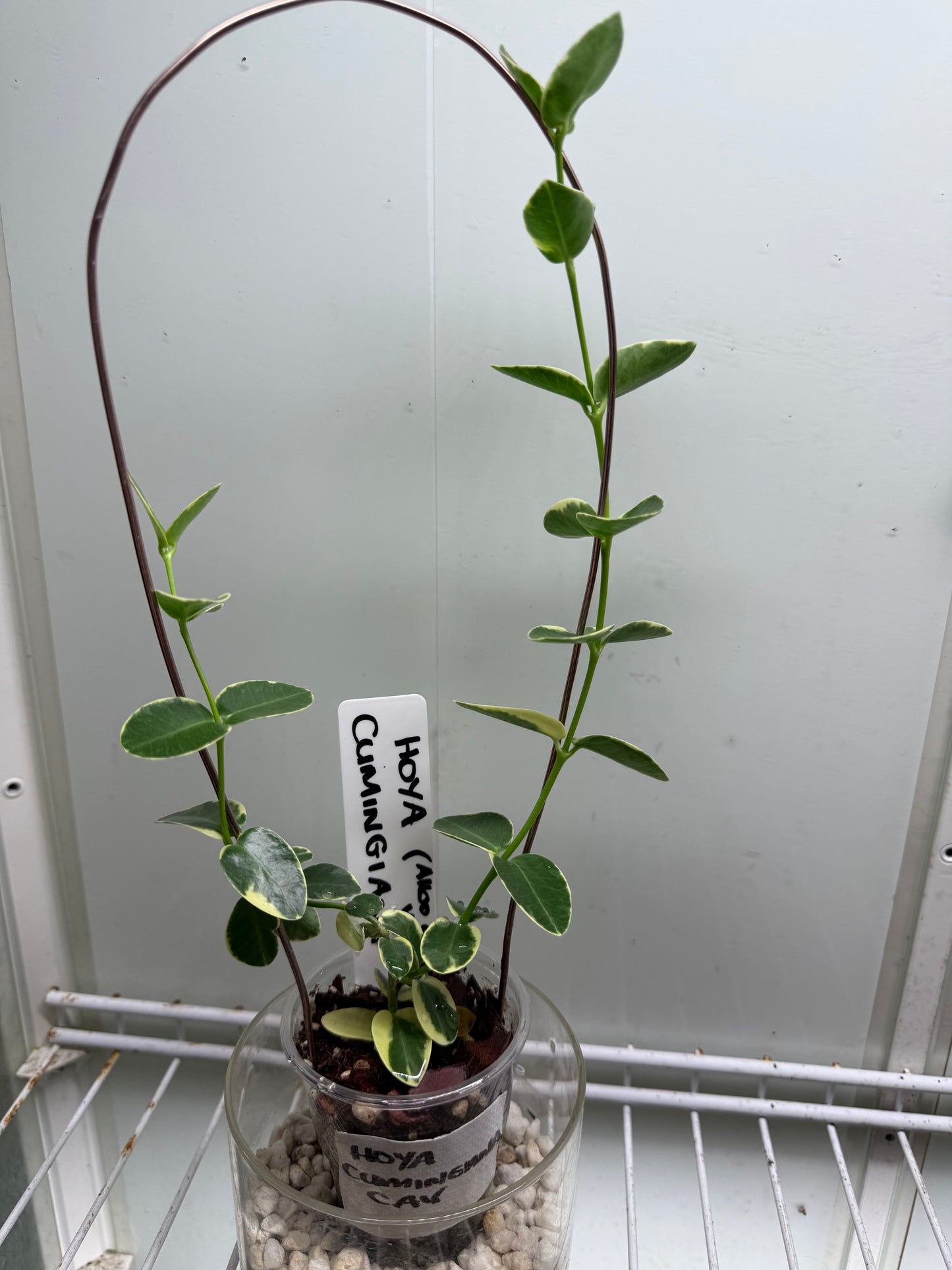 Hoya Cumingiana - CAV1