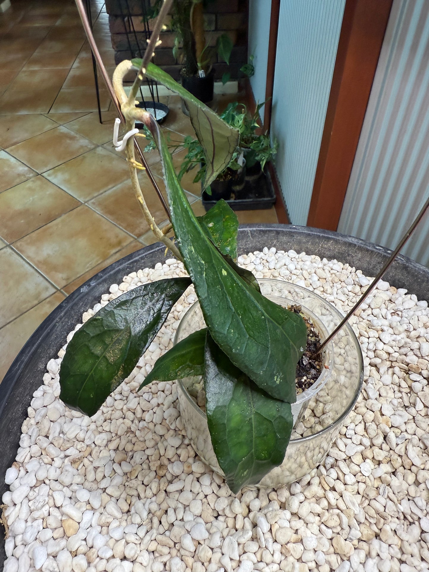 Hoya Clemensiorum 1864 - HC 1864