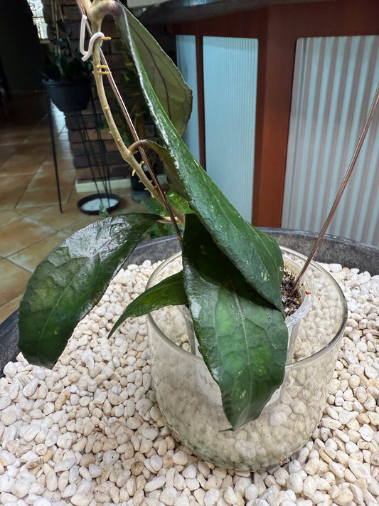 Hoya Clemensiorum 1864 - HC 1864