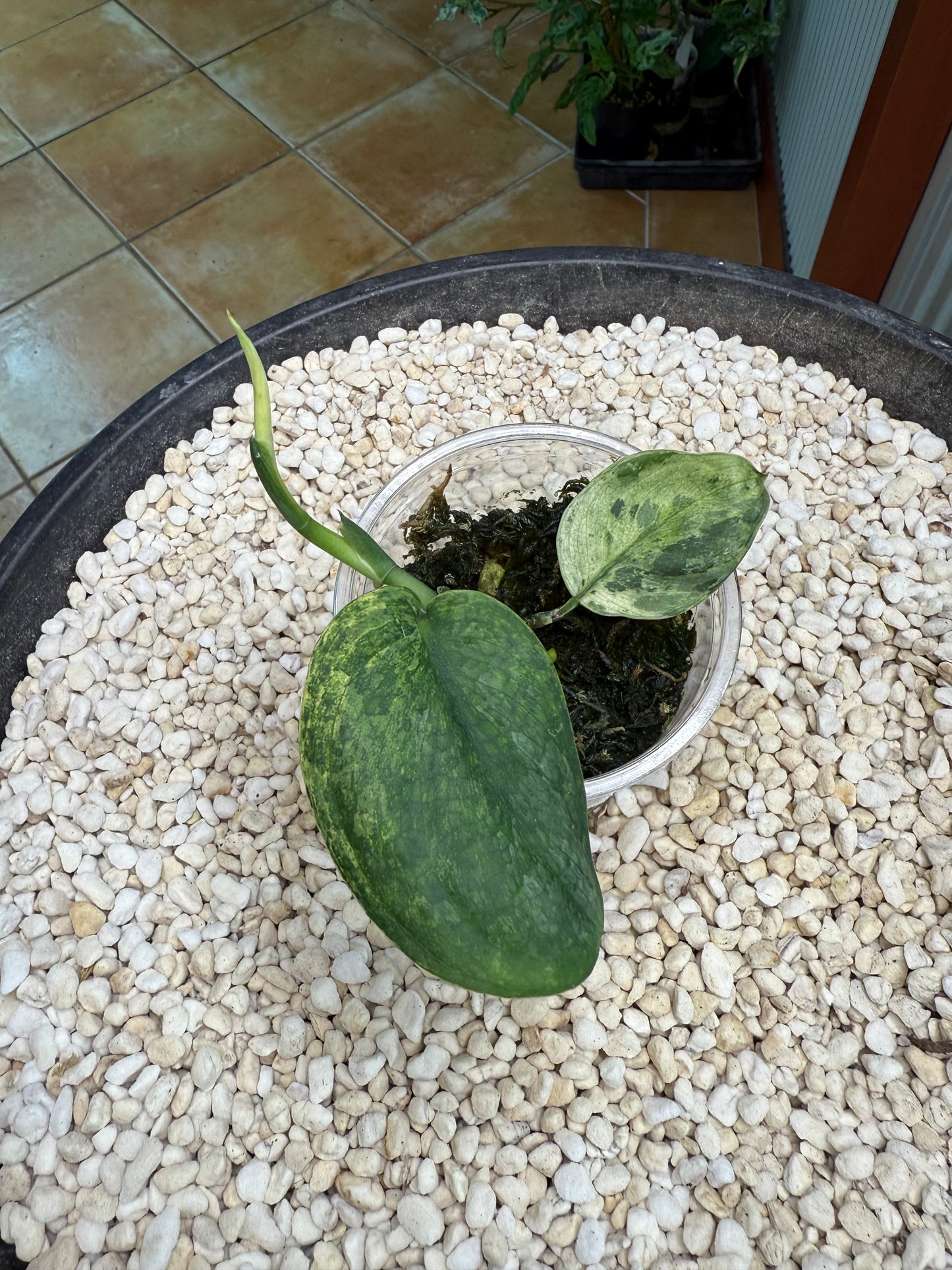 Scindapsus Crème Brulee - F3A