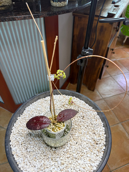 Hoya AFF Lambii - AL